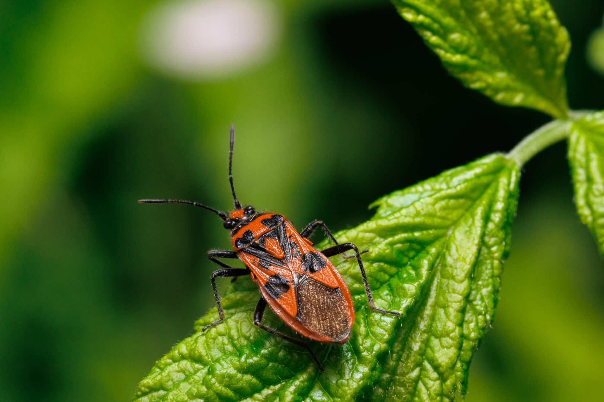 Valokuvaaja: Tommi Kujala