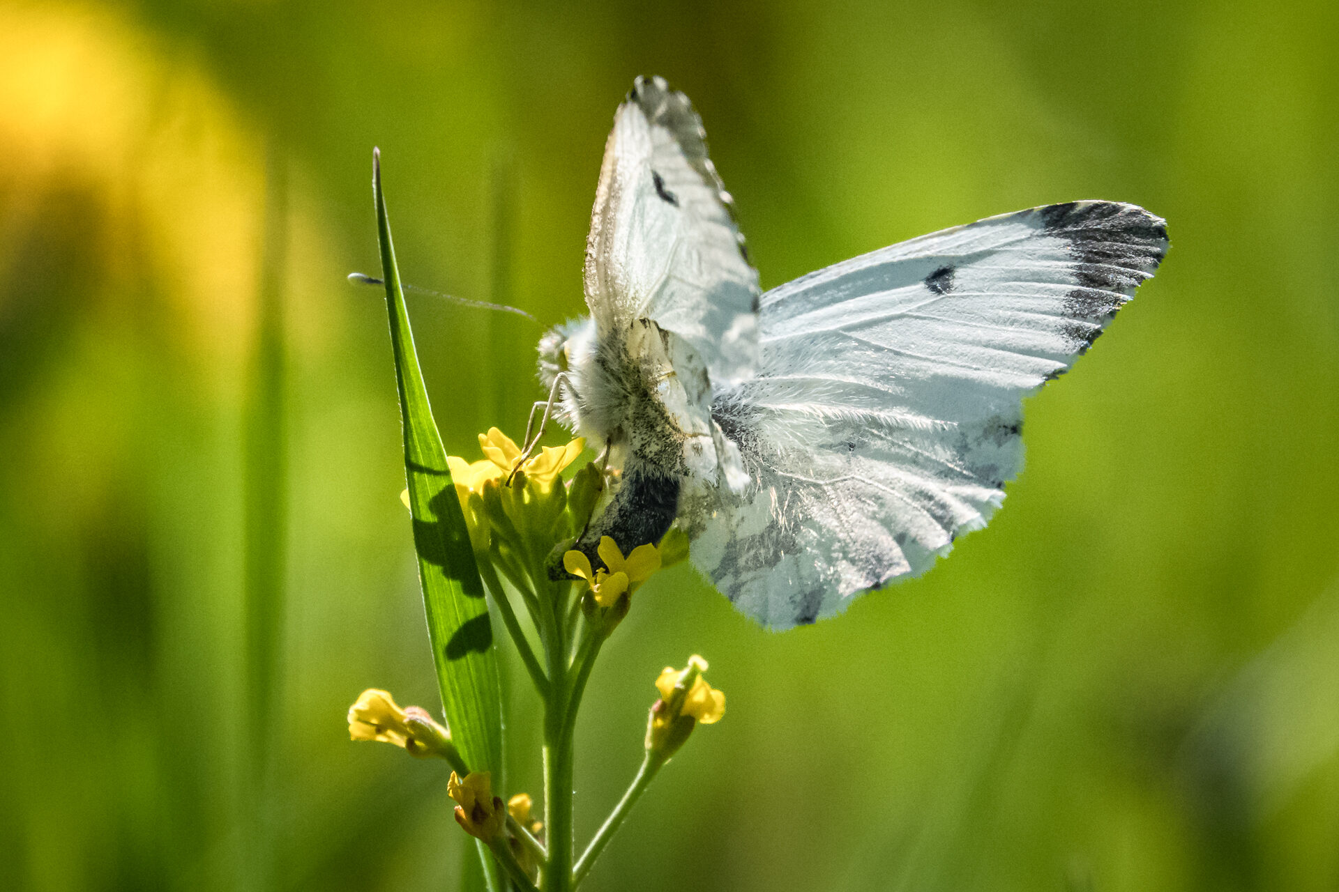 Valokuvaaja: Ari Kaarakainen Valokuvaaja: Ari Kaarakainen