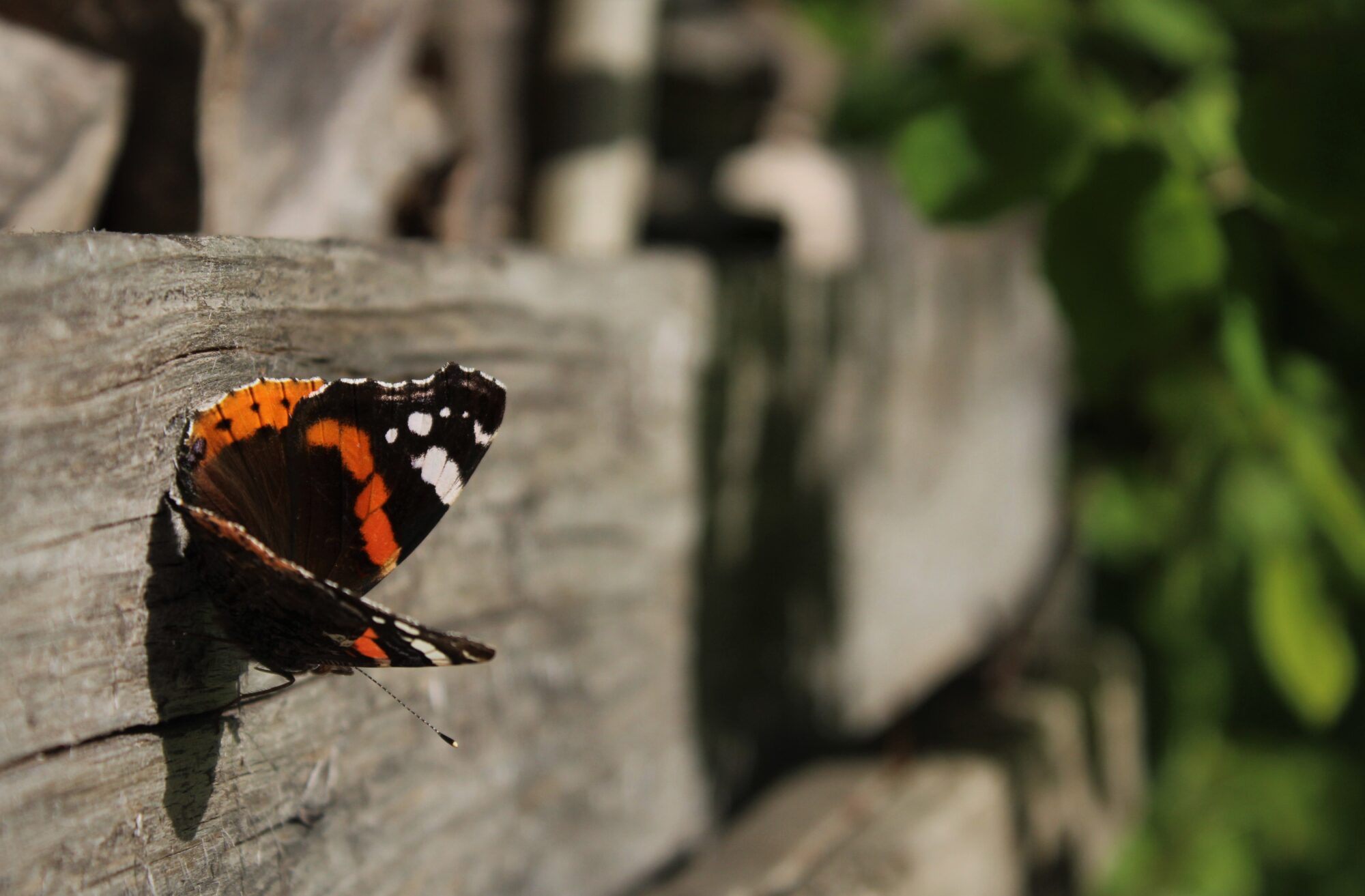 Valokuvaaja: Pekka Holappa