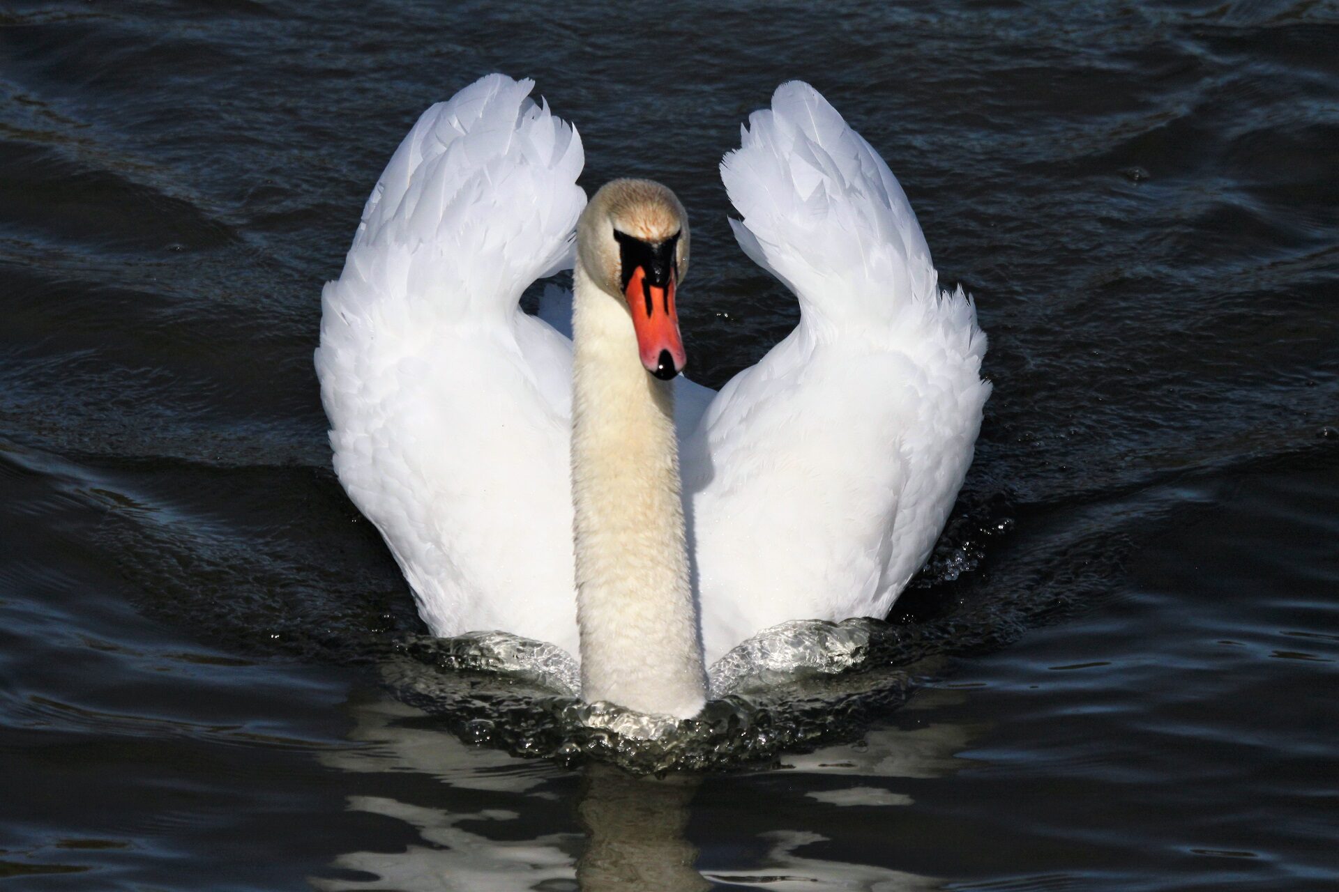 Valokuvaaja: Berndt Hannelius