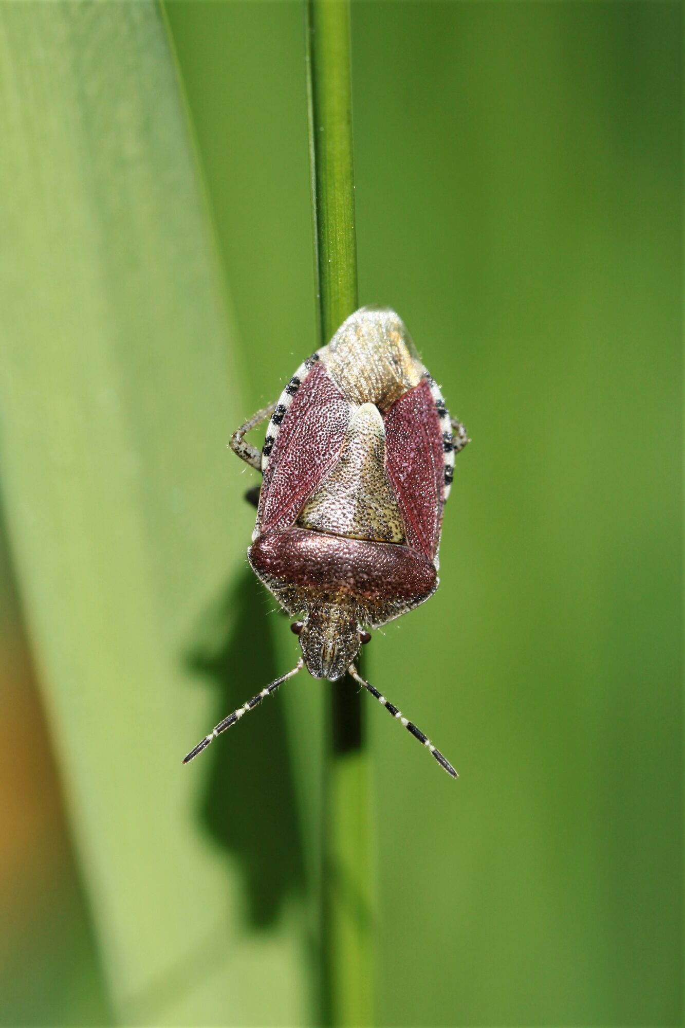 Valokuvaaja: Berndt Hannelius