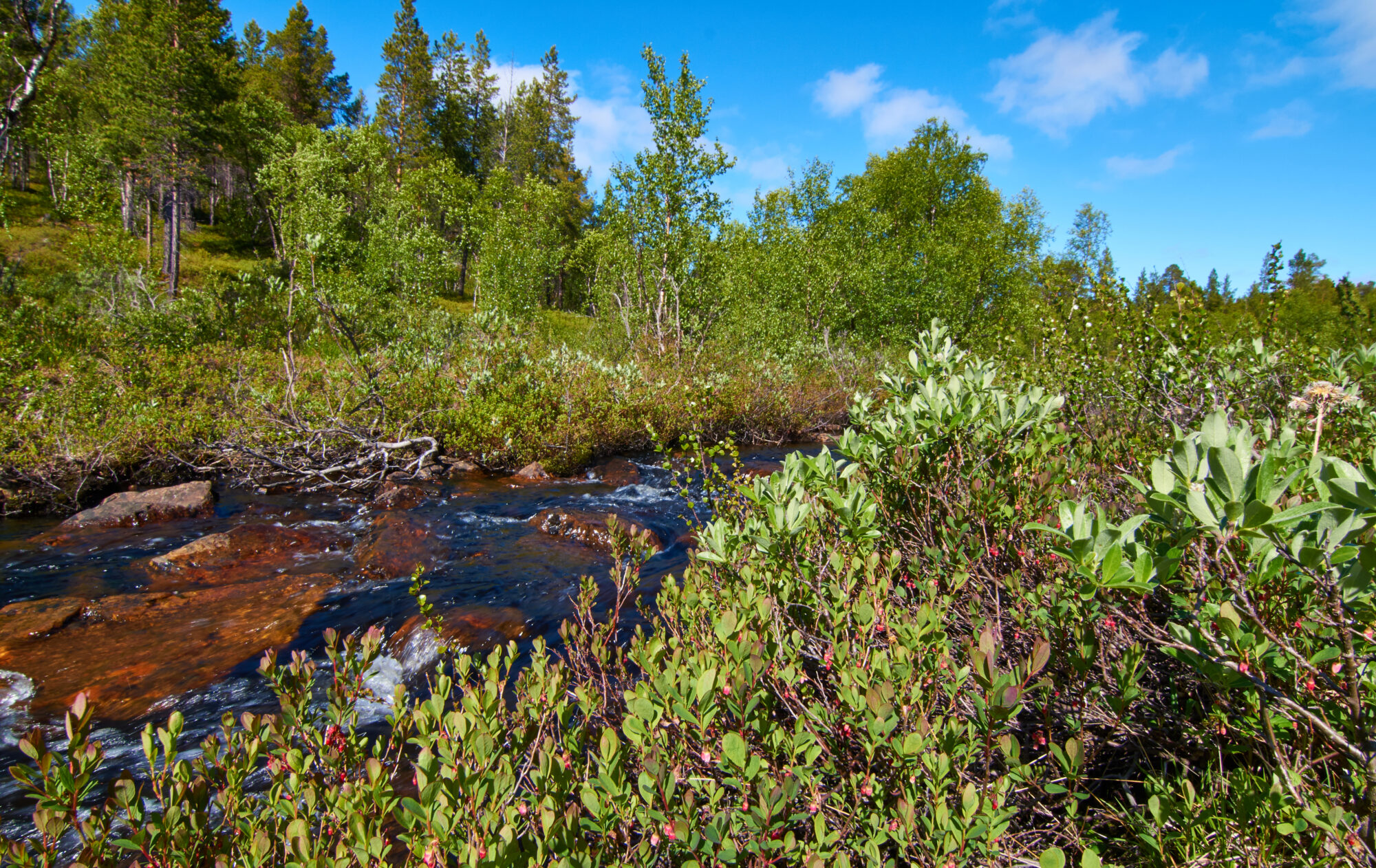 Valokuvaaja: Tarja Kouvo