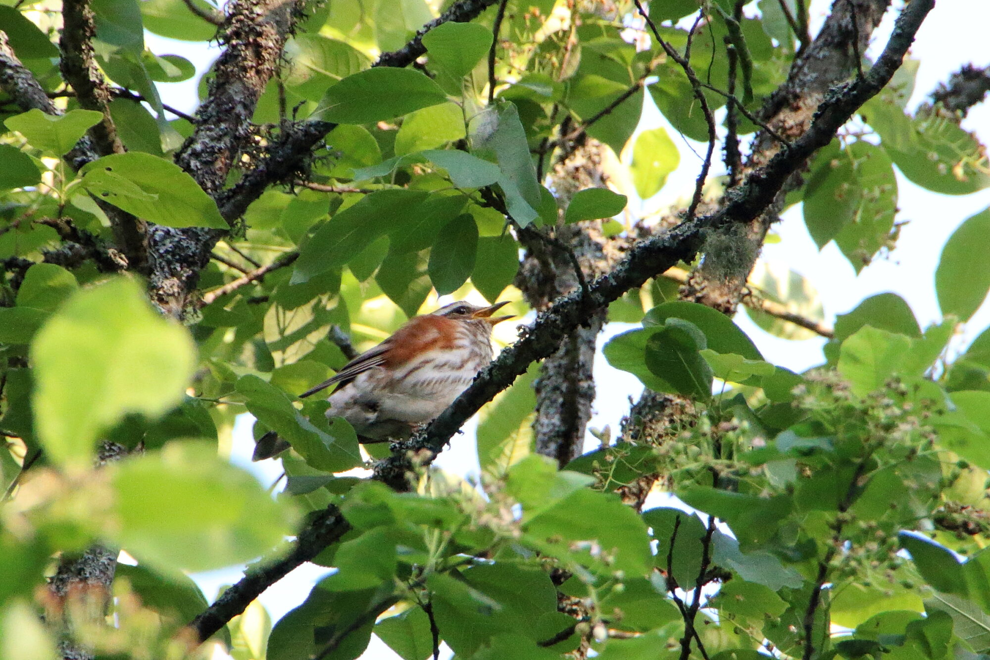 Valokuvaaja: Niklas Hirvelä