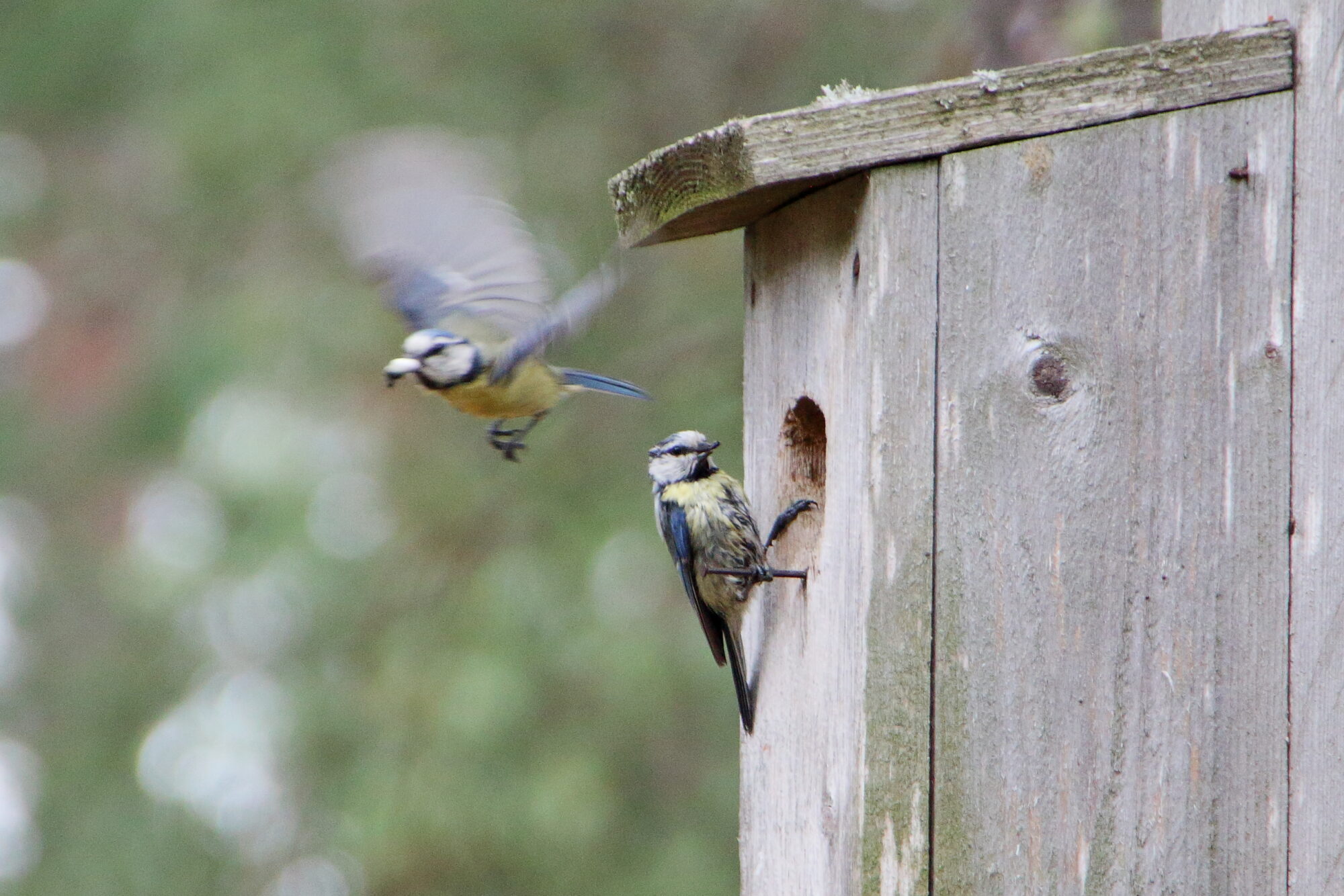 Valokuvaaja: Niklas Hirvelä