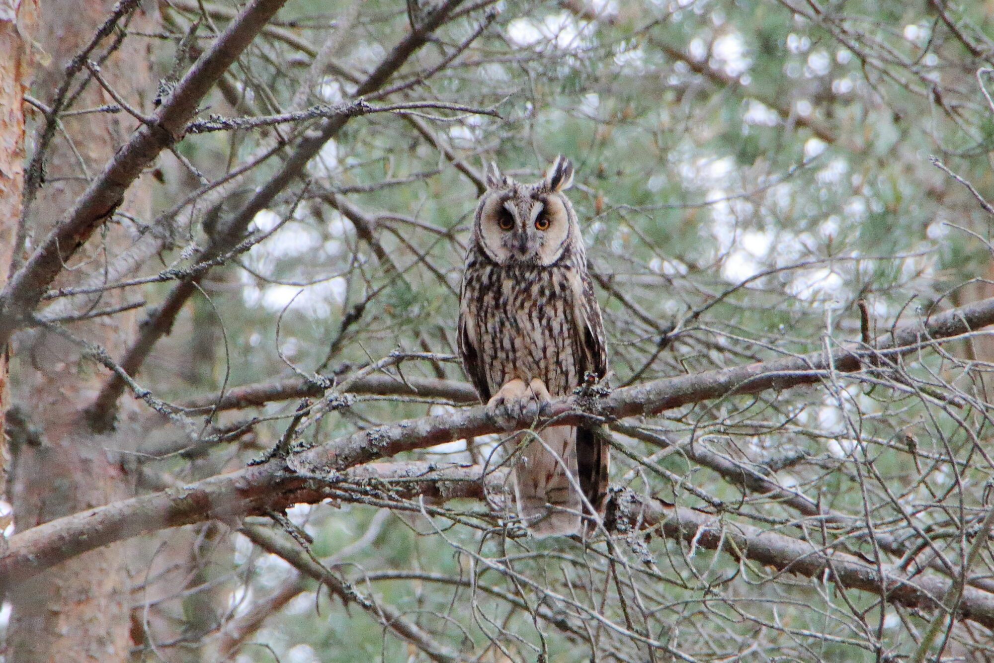 Valokuvaaja: Niklas Hirvelä
