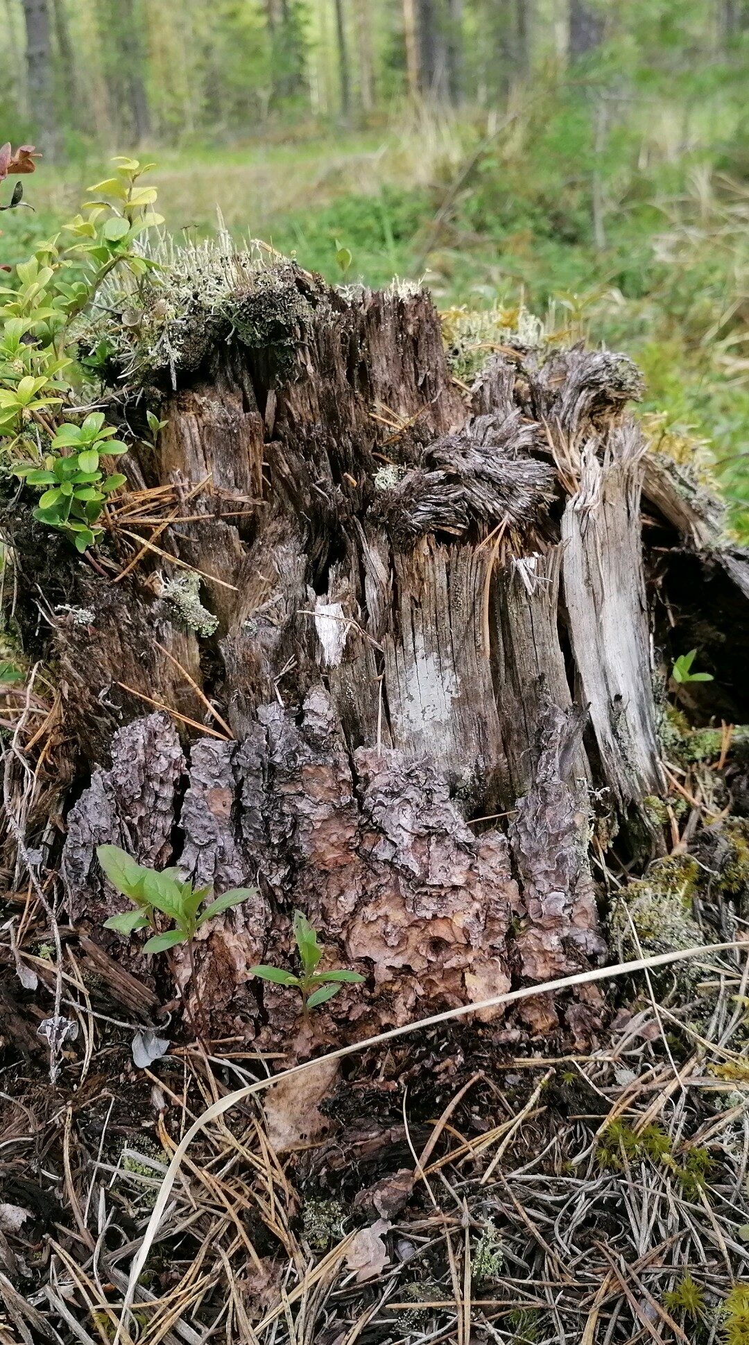 Valokuvaaja: Kaija Halonen