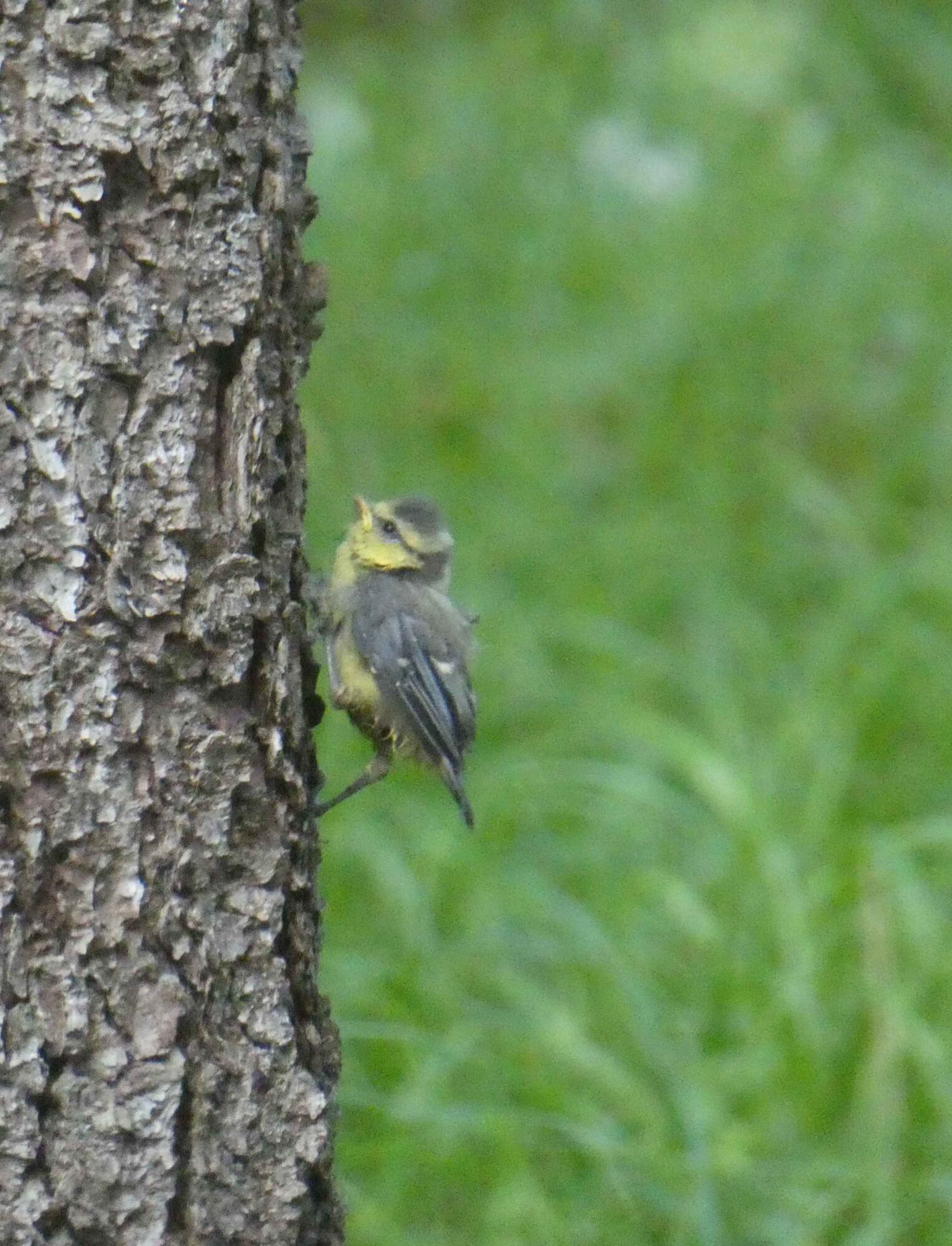 Valokuvaaja: Anja Mustamaa