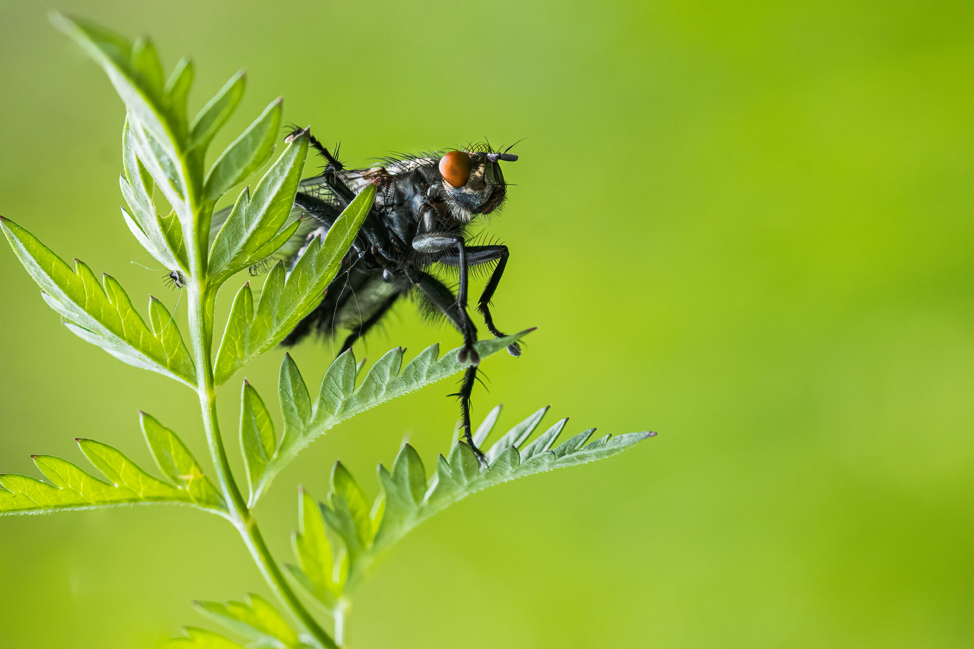 Valokuvaaja: Risto Lavi