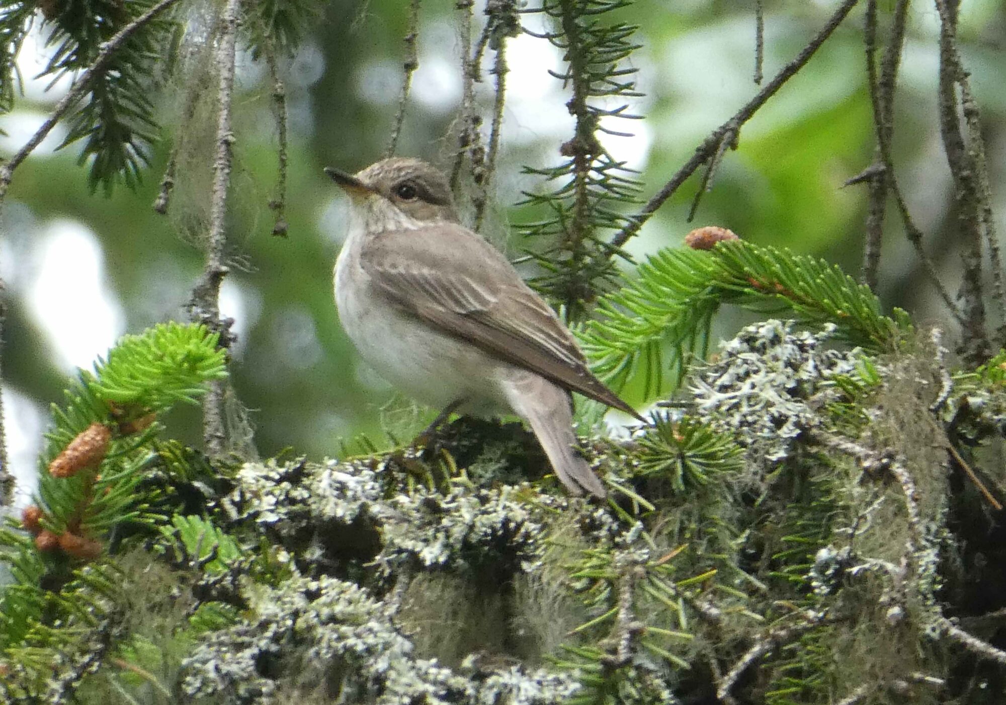 Valokuvaaja: Anja Mustamaa