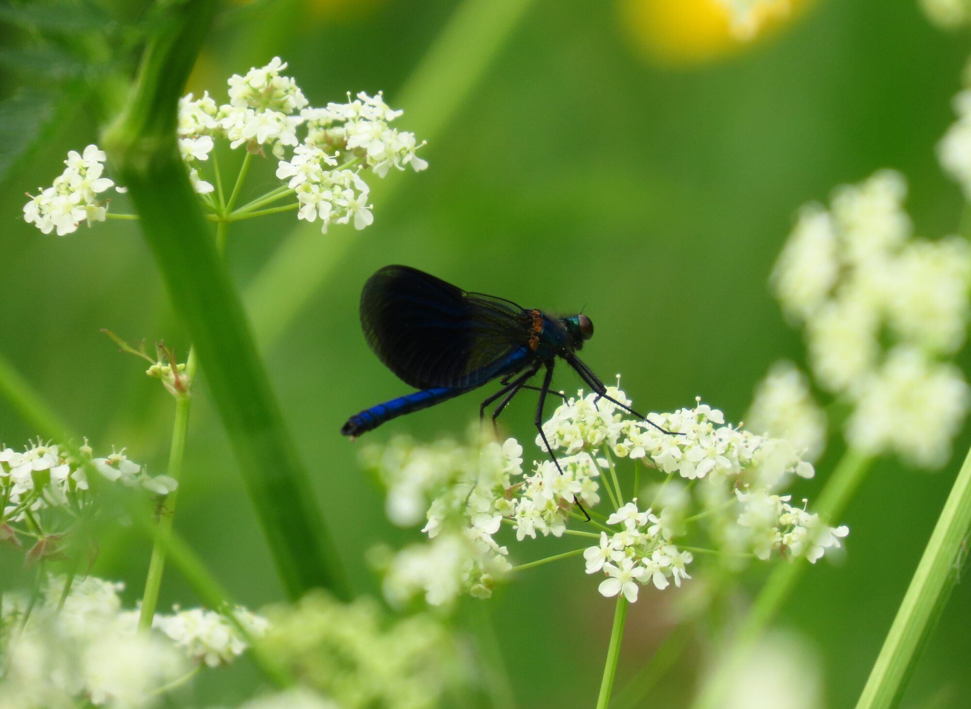 Valokuvaaja: Mirja Suoknuuti
