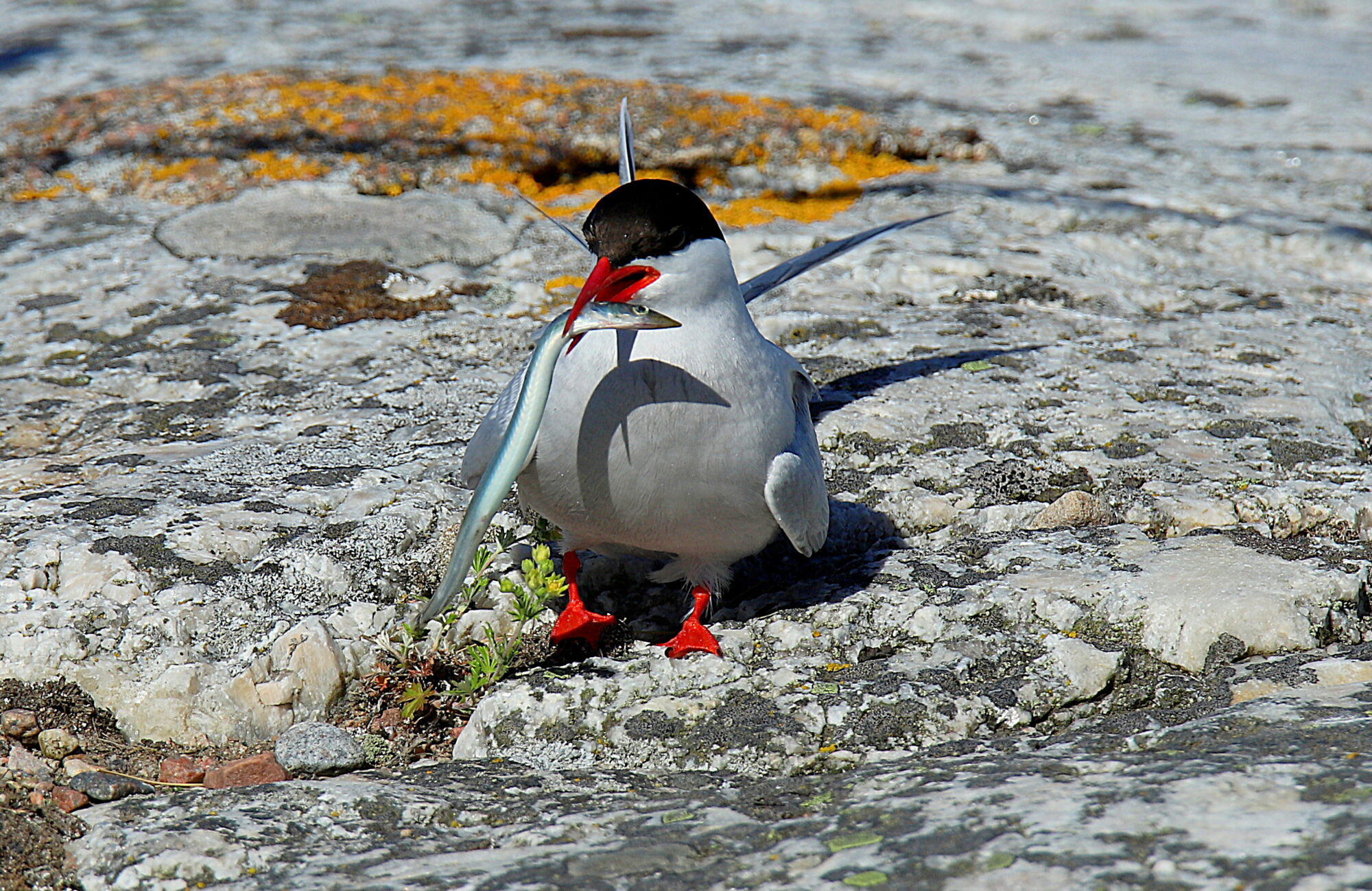 Valokuvaaja: sirpa jyske Valokuvaaja: sirpa jyske