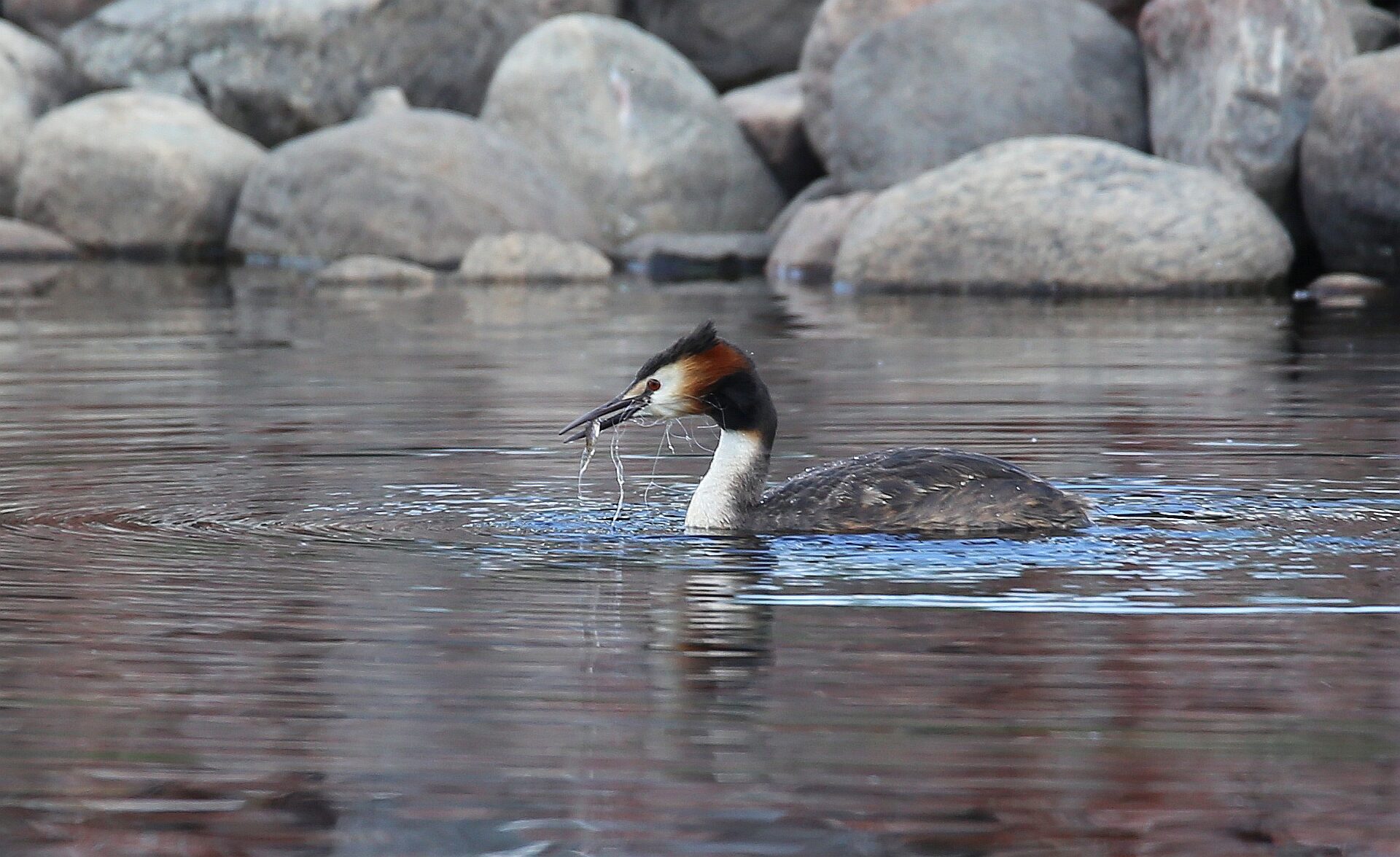 Valokuvaaja: Jaana Saarelainen