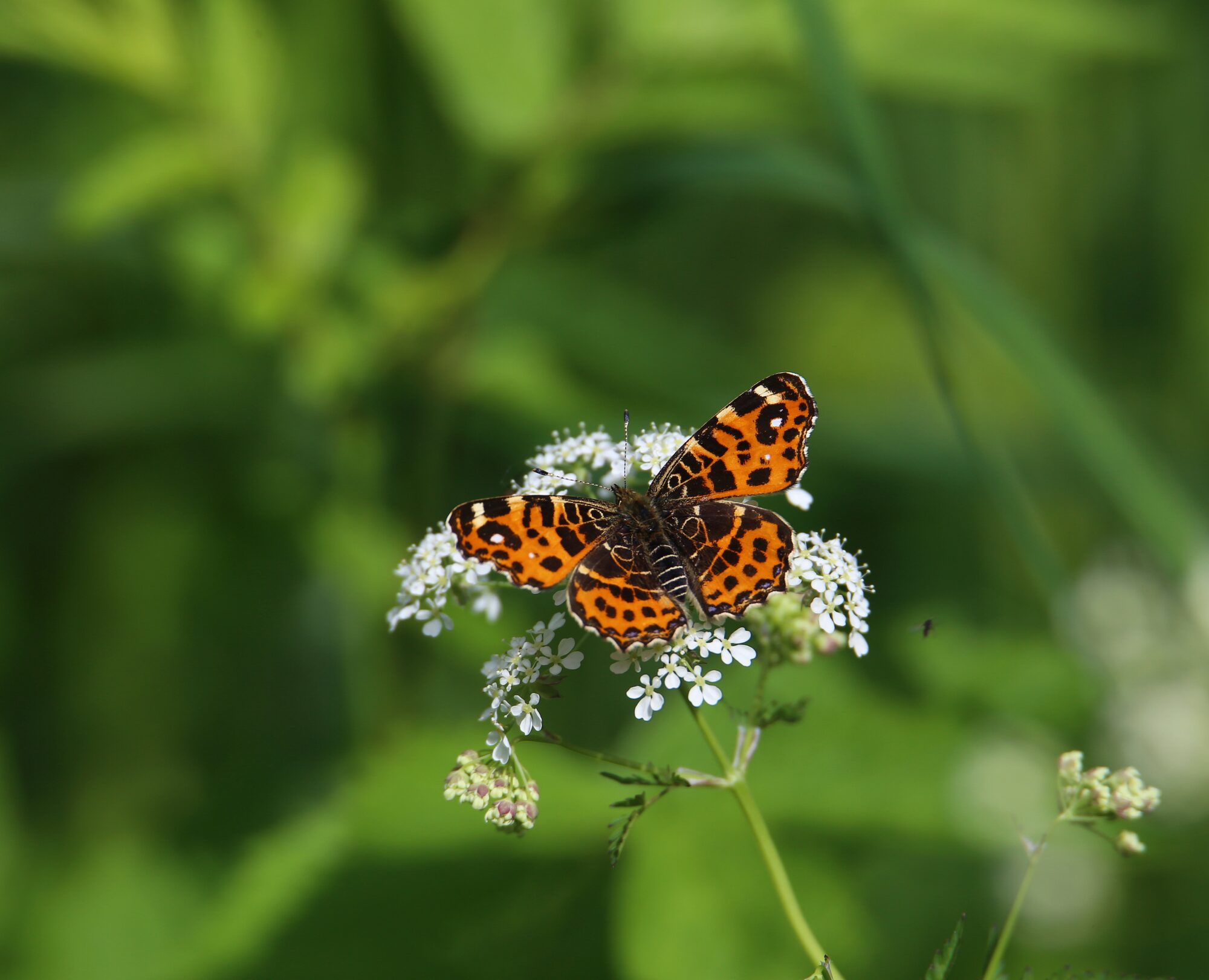 Valokuvaaja: Jaana Saarelainen