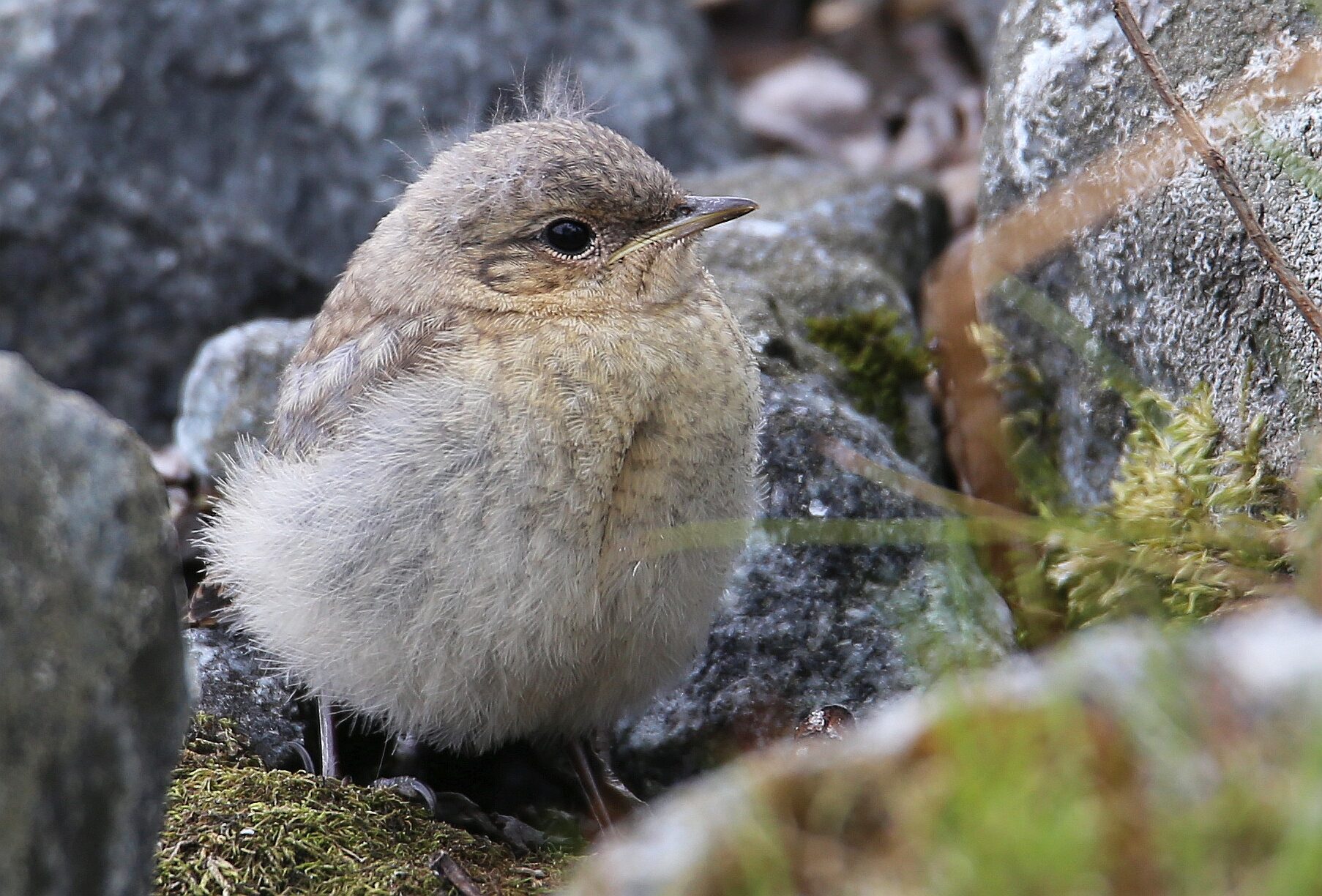 Valokuvaaja: Jaana Saarelainen