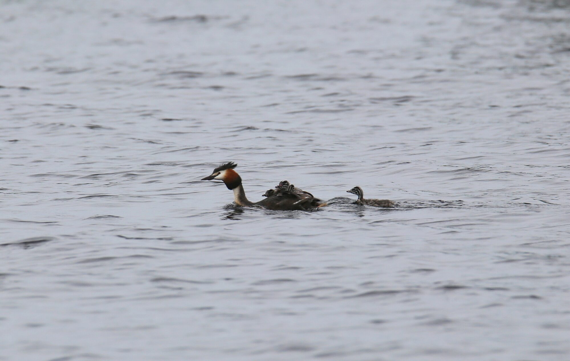 Valokuvaaja: Jaana Saarelainen
