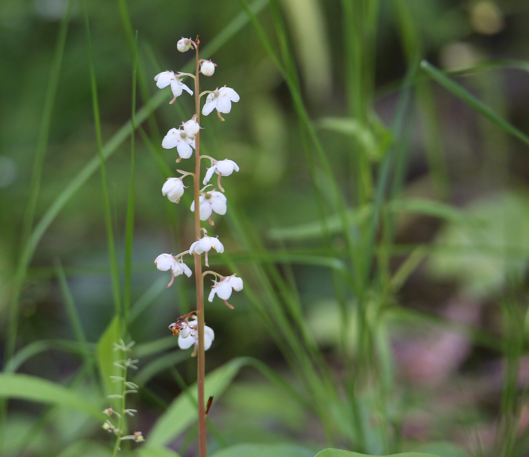Valokuvaaja: Jaana Saarelainen