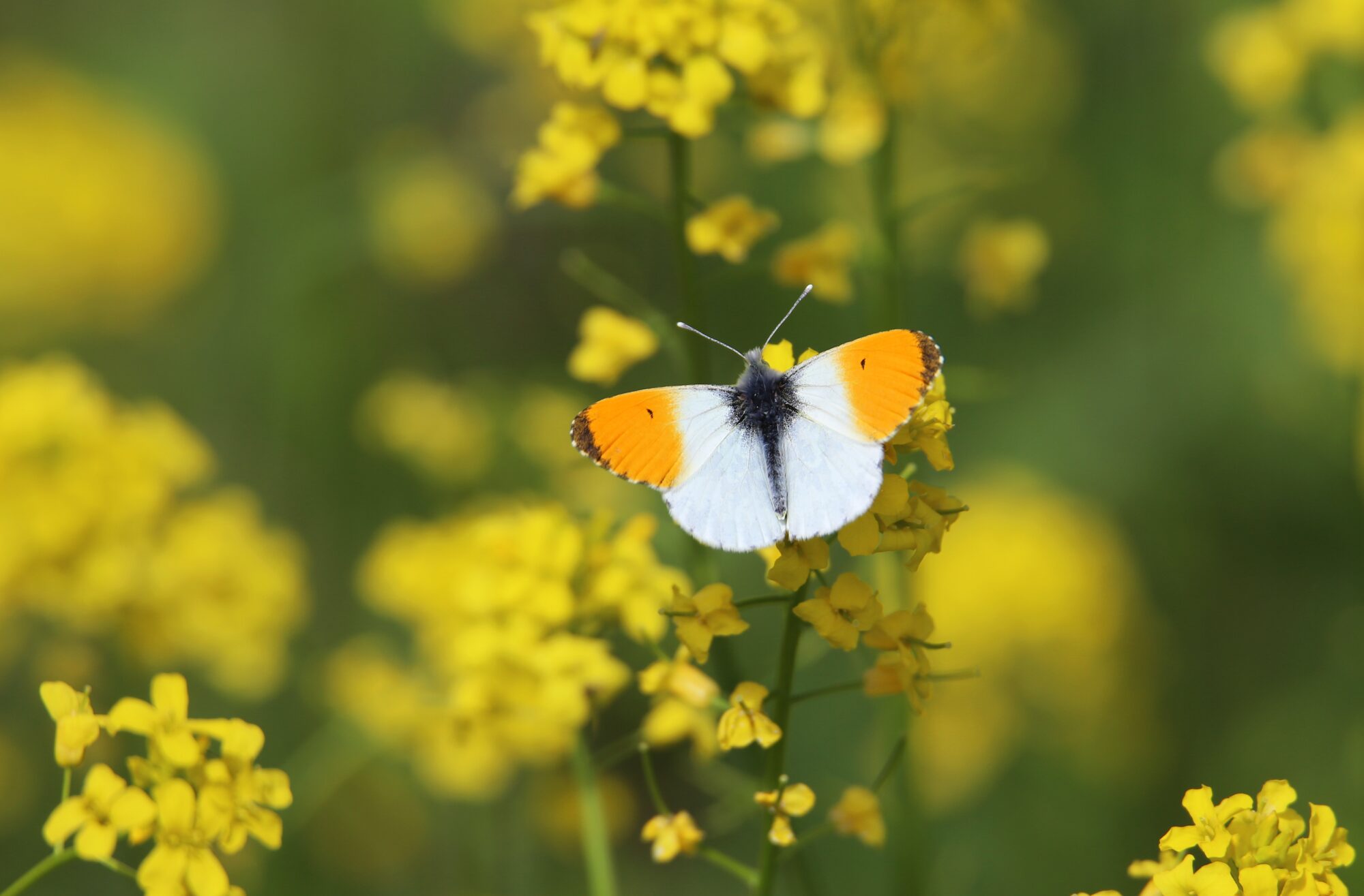 Valokuvaaja: Jaana Saarelainen