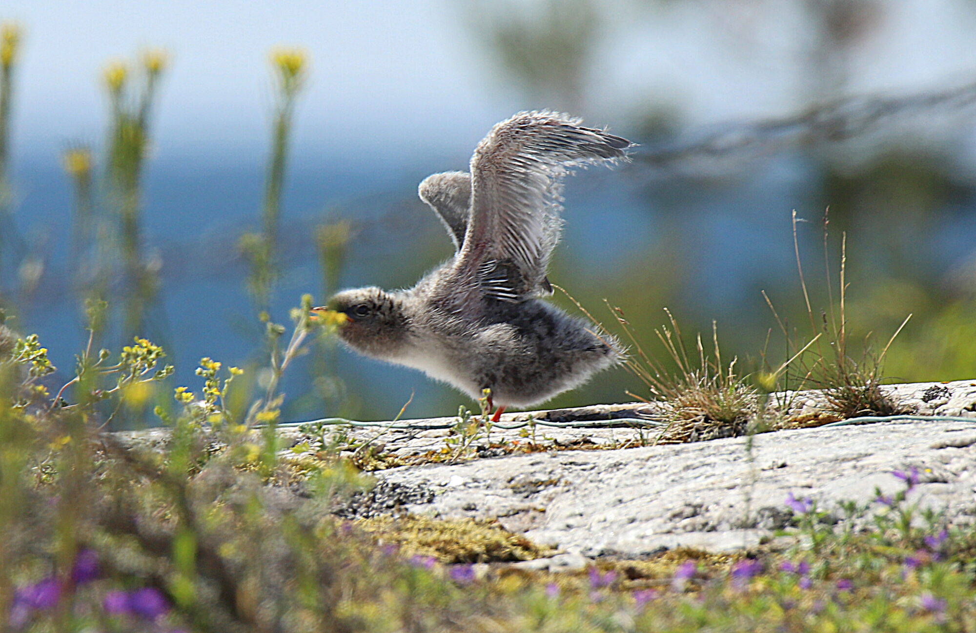 Valokuvaaja: sirpa Jyske