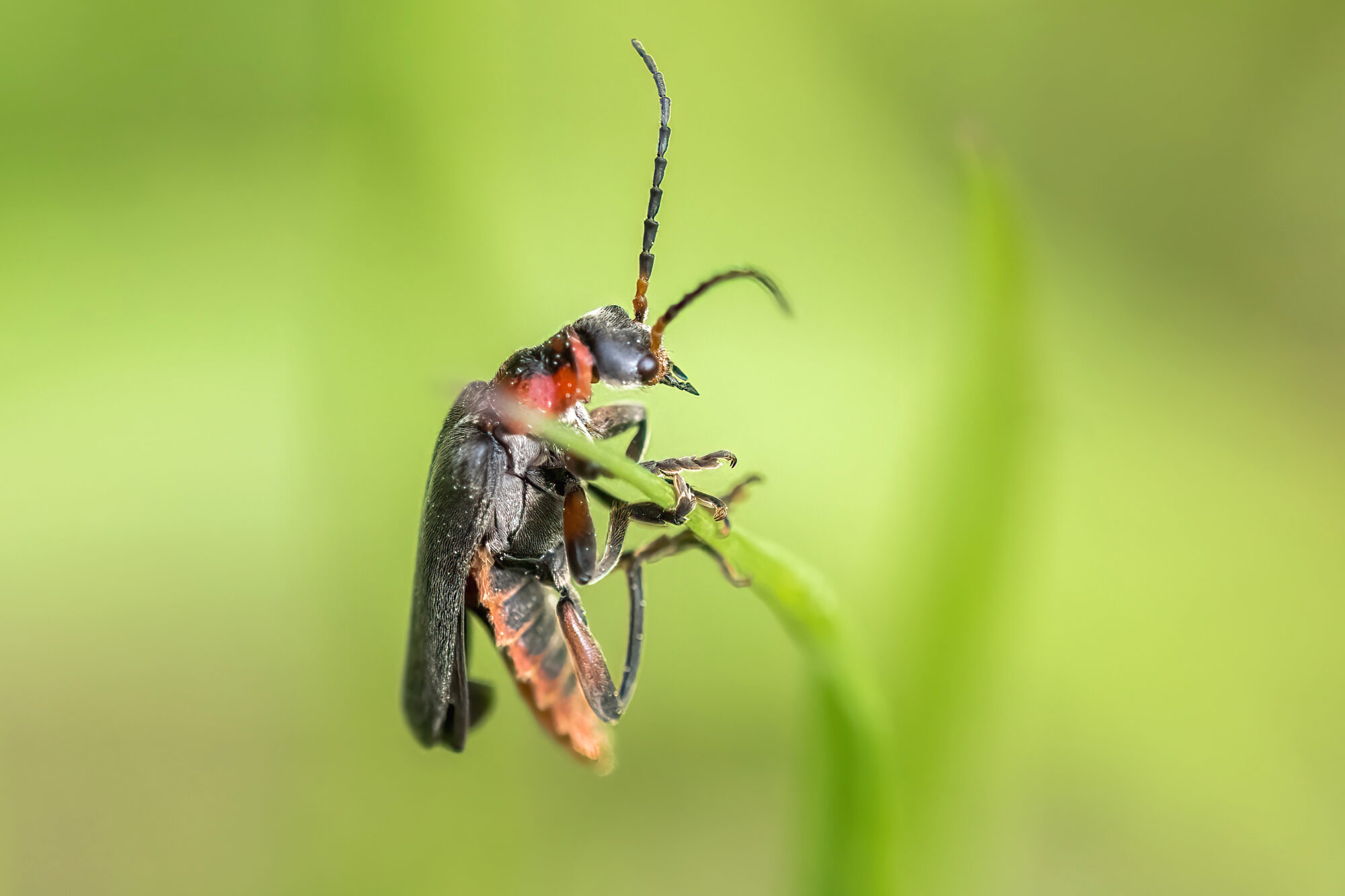Valokuvaaja: Risto Lavi