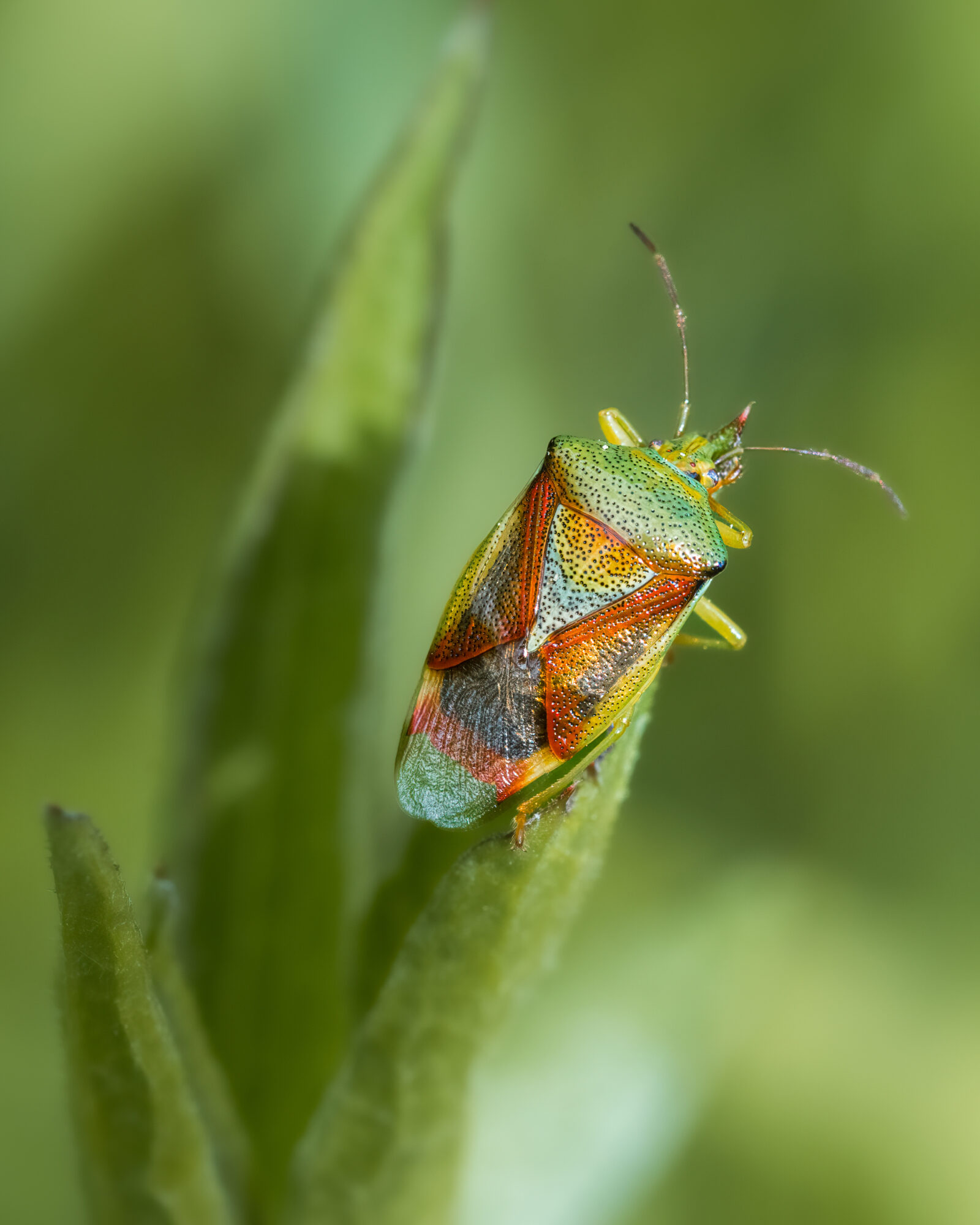 Valokuvaaja: Risto Lavi