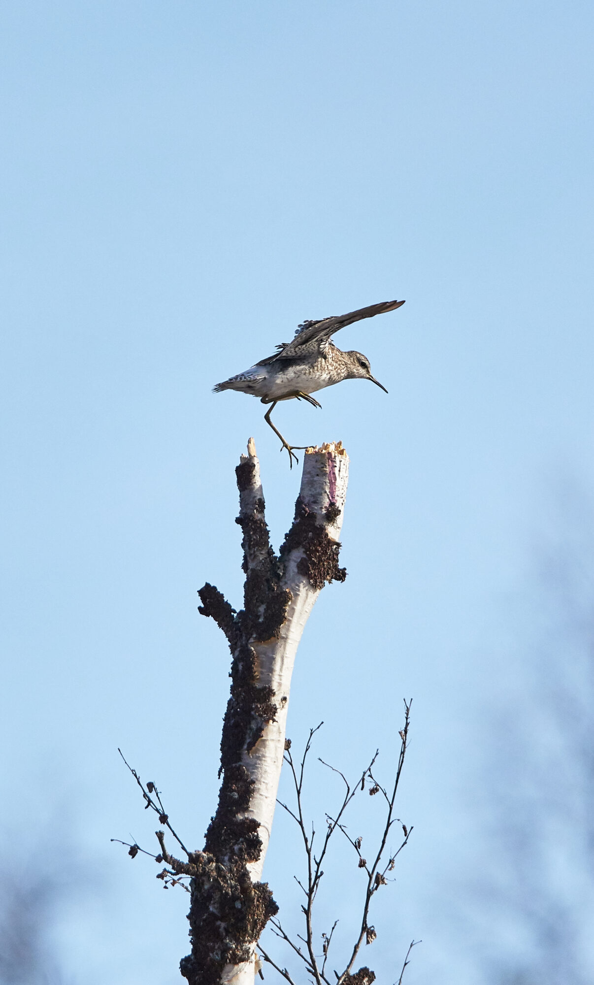 Valokuvaaja: Tarja Kouvo