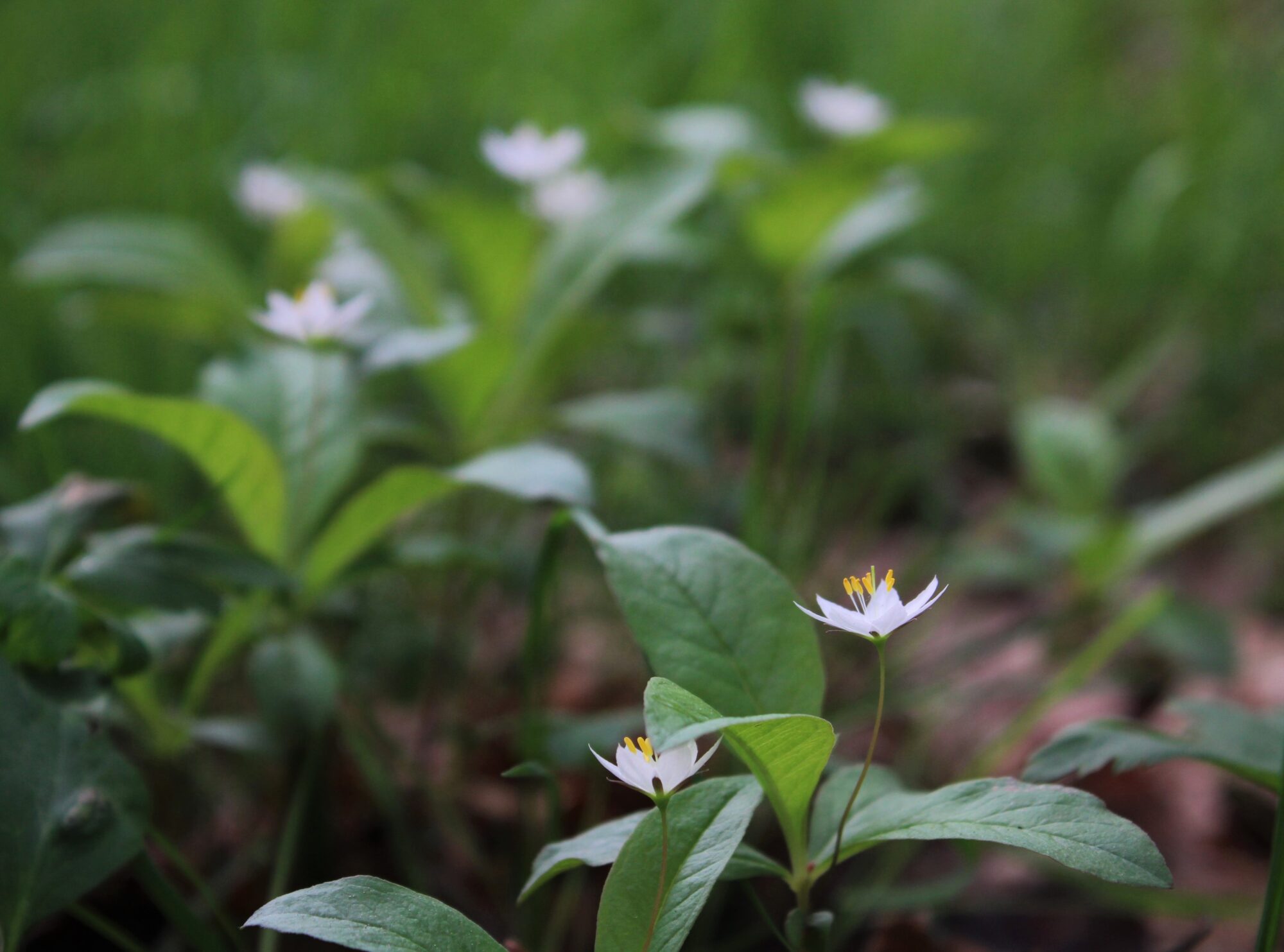 Valokuvaaja: Pekka Holappa