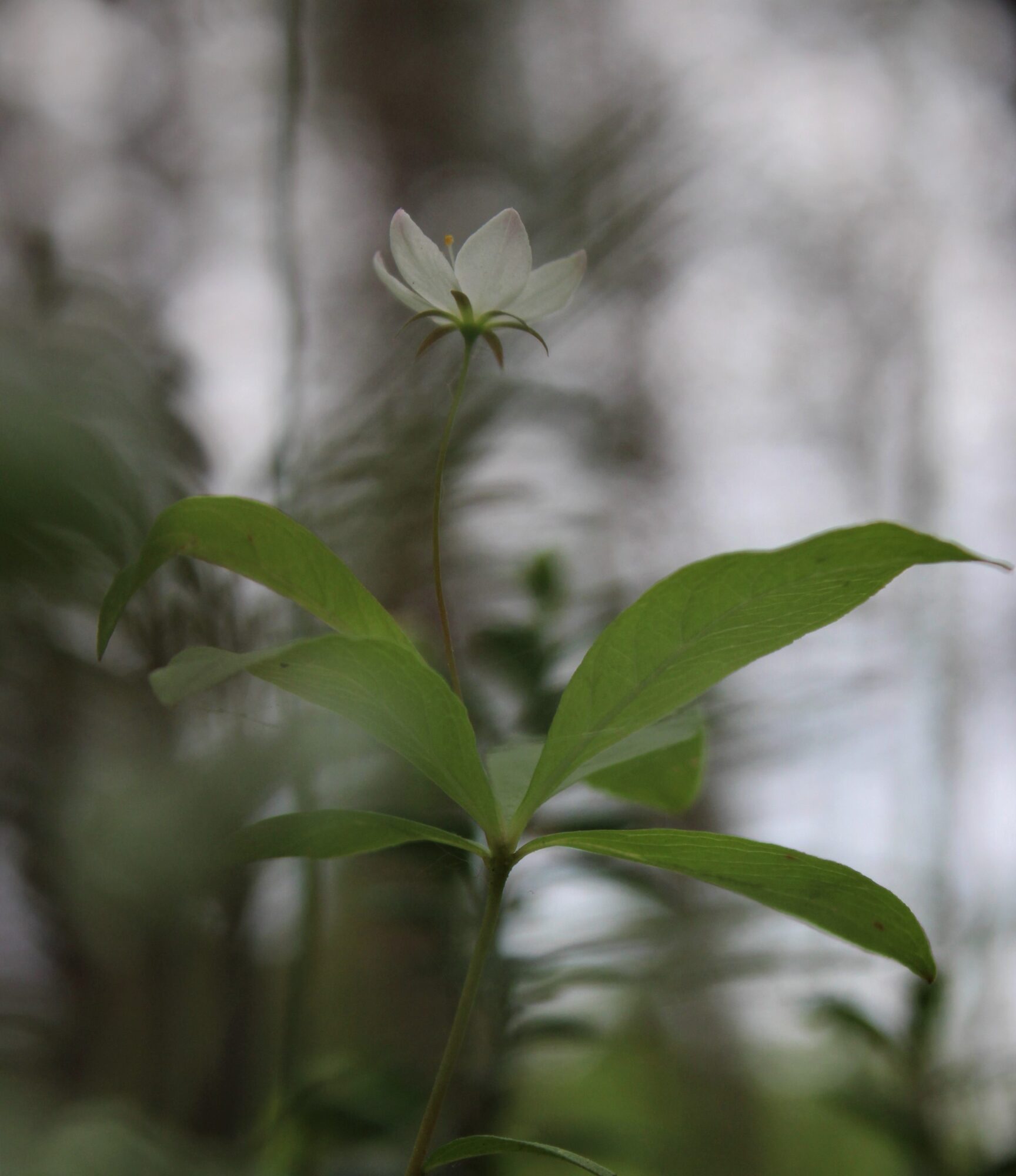 Valokuvaaja: Pekka Holappa