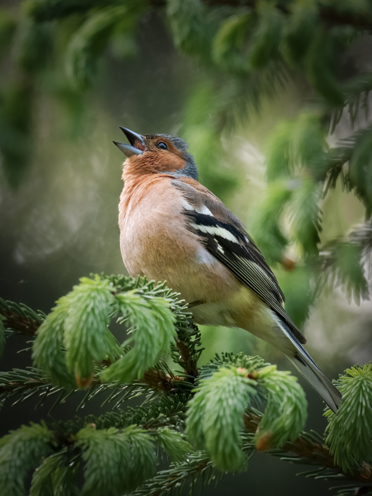 Valokuvaaja: Risto Lavi