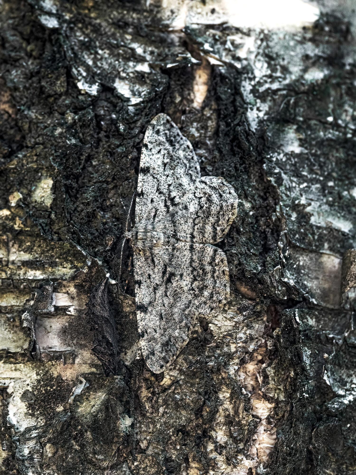 Valokuvaaja: Risto Lavi