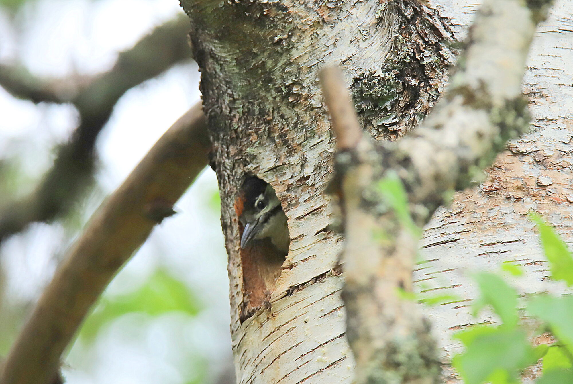 Valokuvaaja: sirpa jyske Valokuvaaja: sirpa jyske