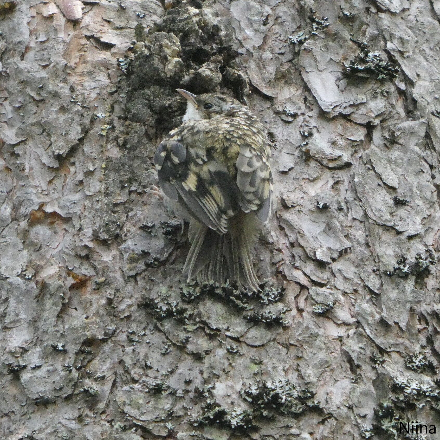 Valokuvaaja: Niina Kauppinen