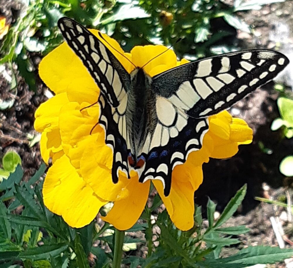Ritariperhonen ritariperhonen