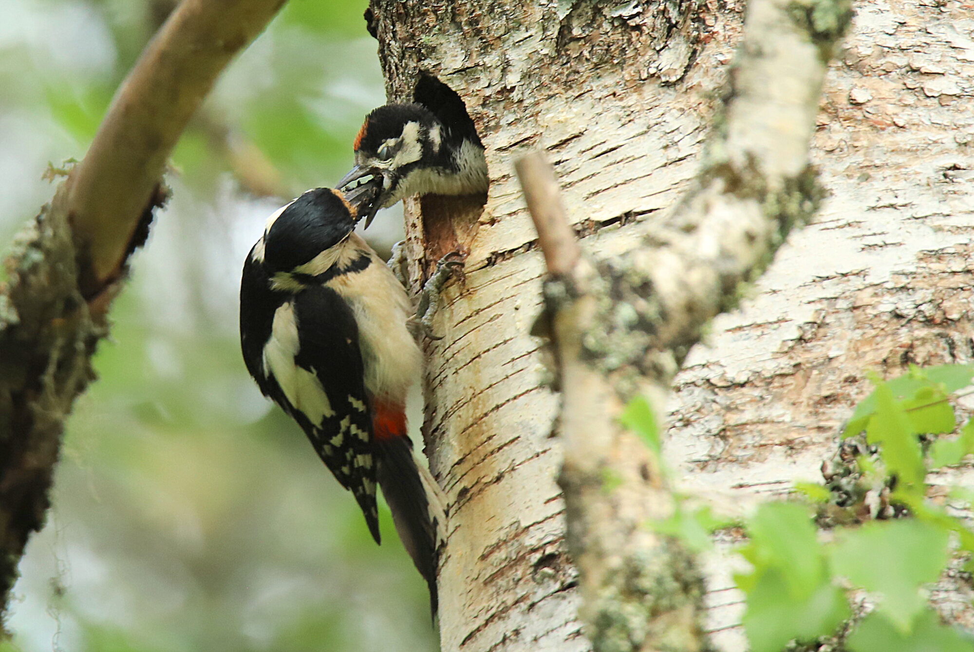 Valokuvaaja: sirpa jyske Valokuvaaja: sirpa jyske