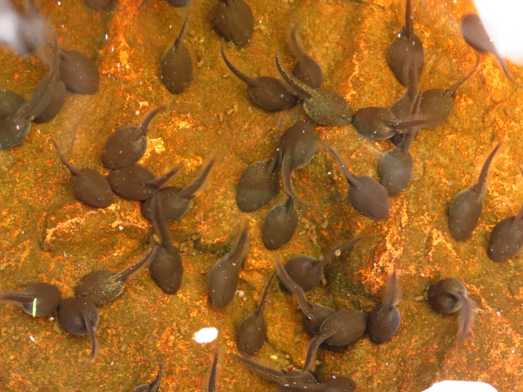 Valokuvaaja: Mirja Suoknuuti