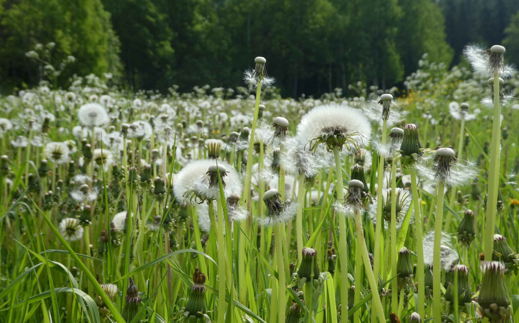 Valokuvaaja: Anja Mustamaa