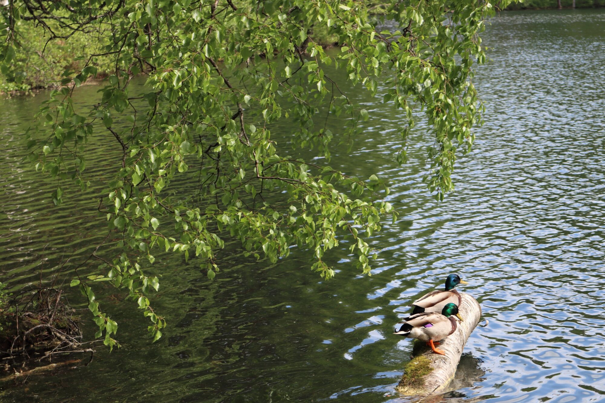 Valokuvaaja: Tiia Nieminen
