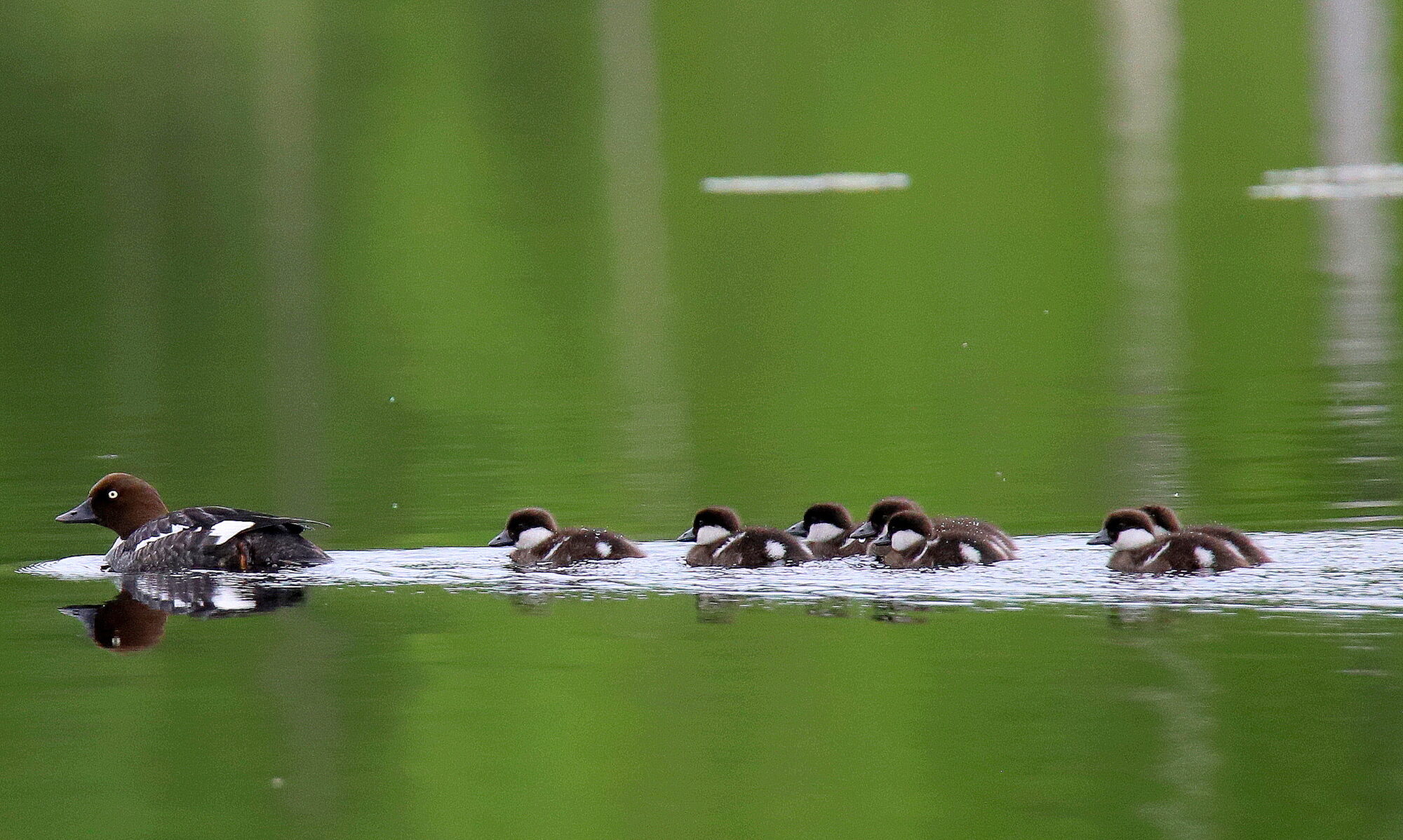 Valokuvaaja: sirpa jyske