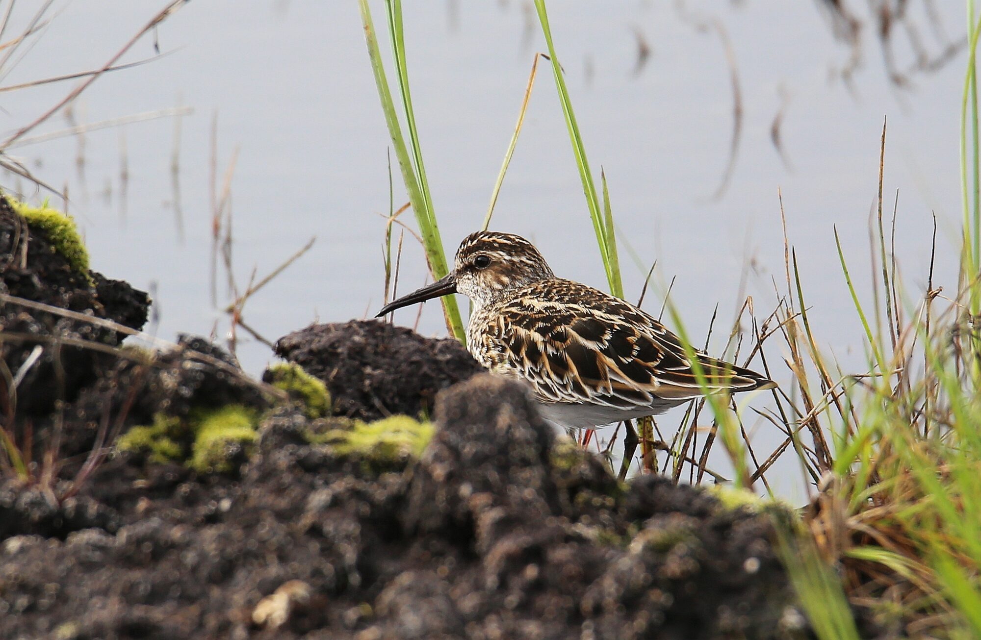 Valokuvaaja: Jaana Saarelainen