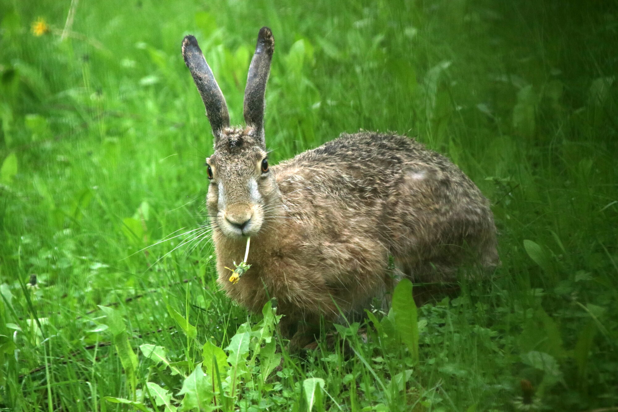 Valokuvaaja: Helena Sytelä