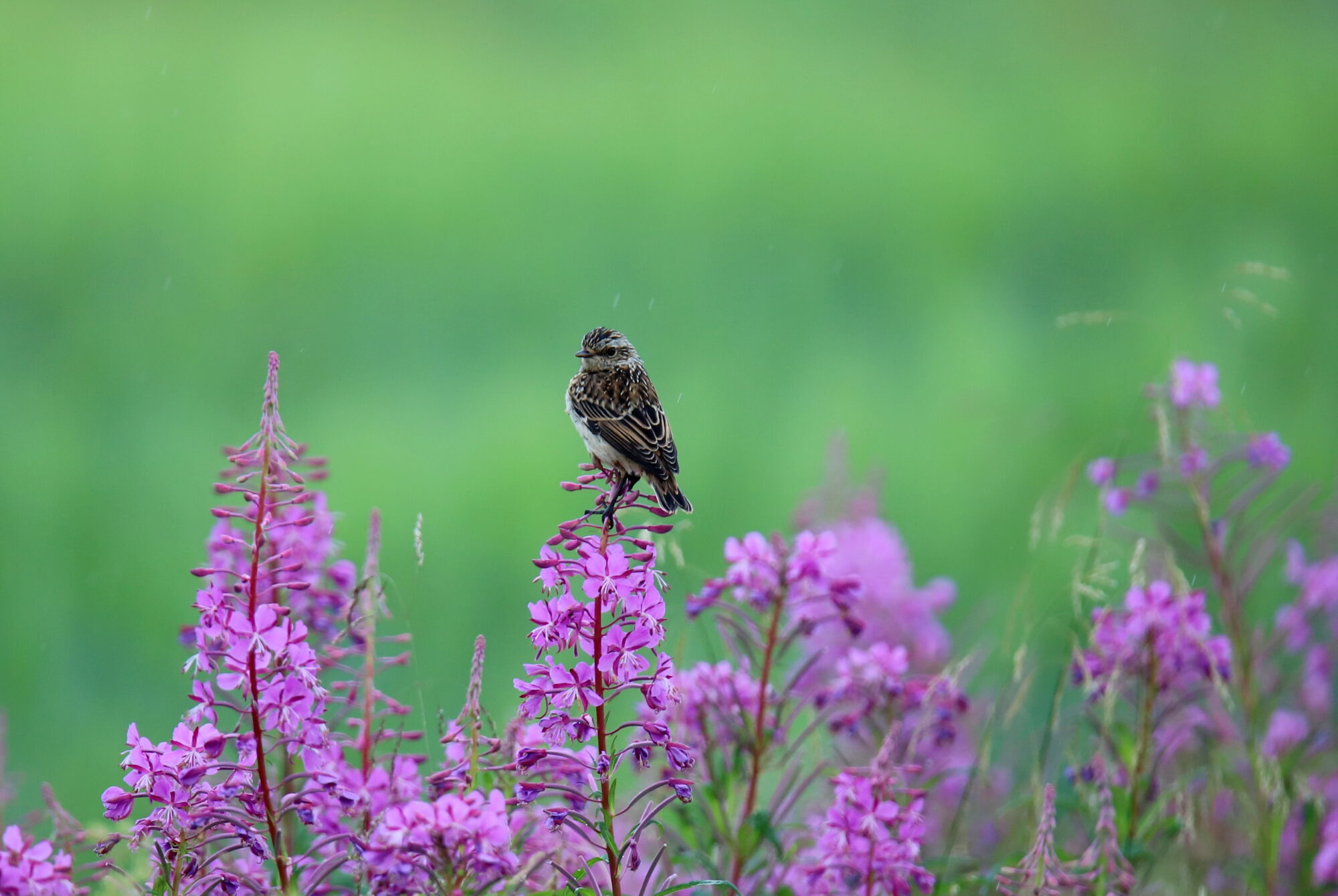 Valokuvaaja: sirpa jyske Valokuvaaja: sirpa jyske