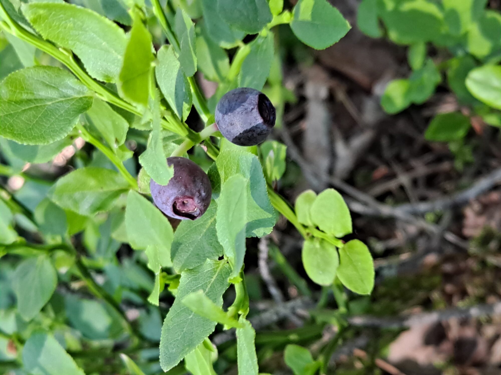 Valokuvaaja: Satu Suuntala