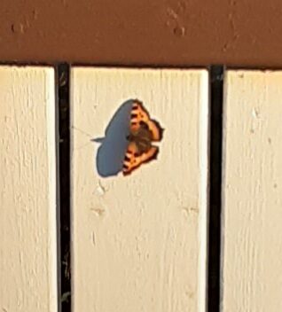 Valokuvaaja: Eija Johanna Saastamoinen Valokuvaaja: Eija Johanna Saastamoinen