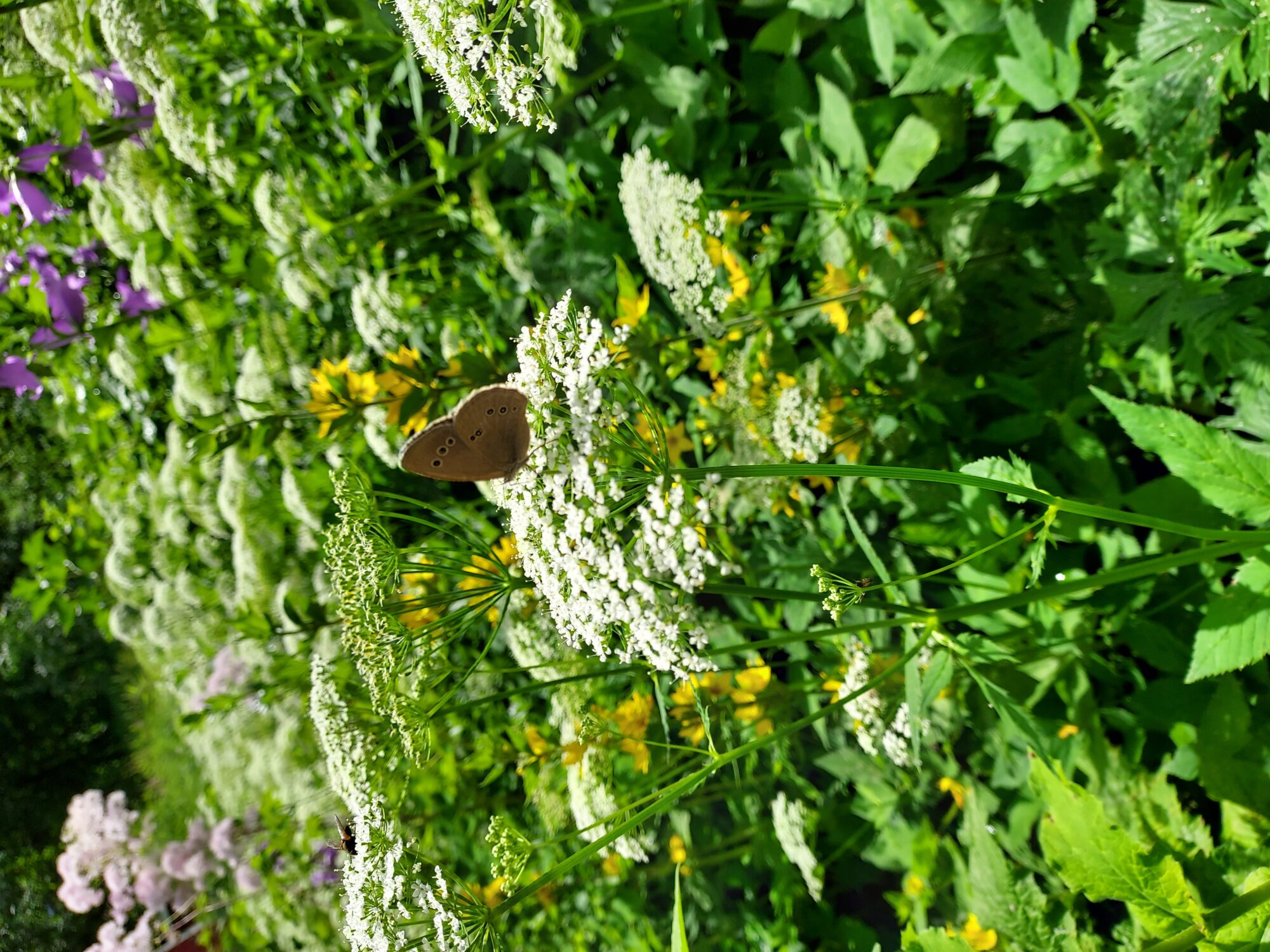 Valokuvaaja: Eija Johanna Saastamoinen Valokuvaaja: Eija Johanna Saastamoinen