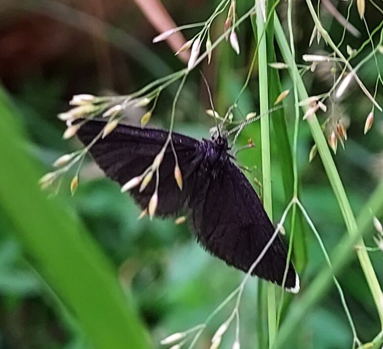 Valokuvaaja: Eija Johanna Saastamoinen Valokuvaaja: Eija Johanna Saastamoinen