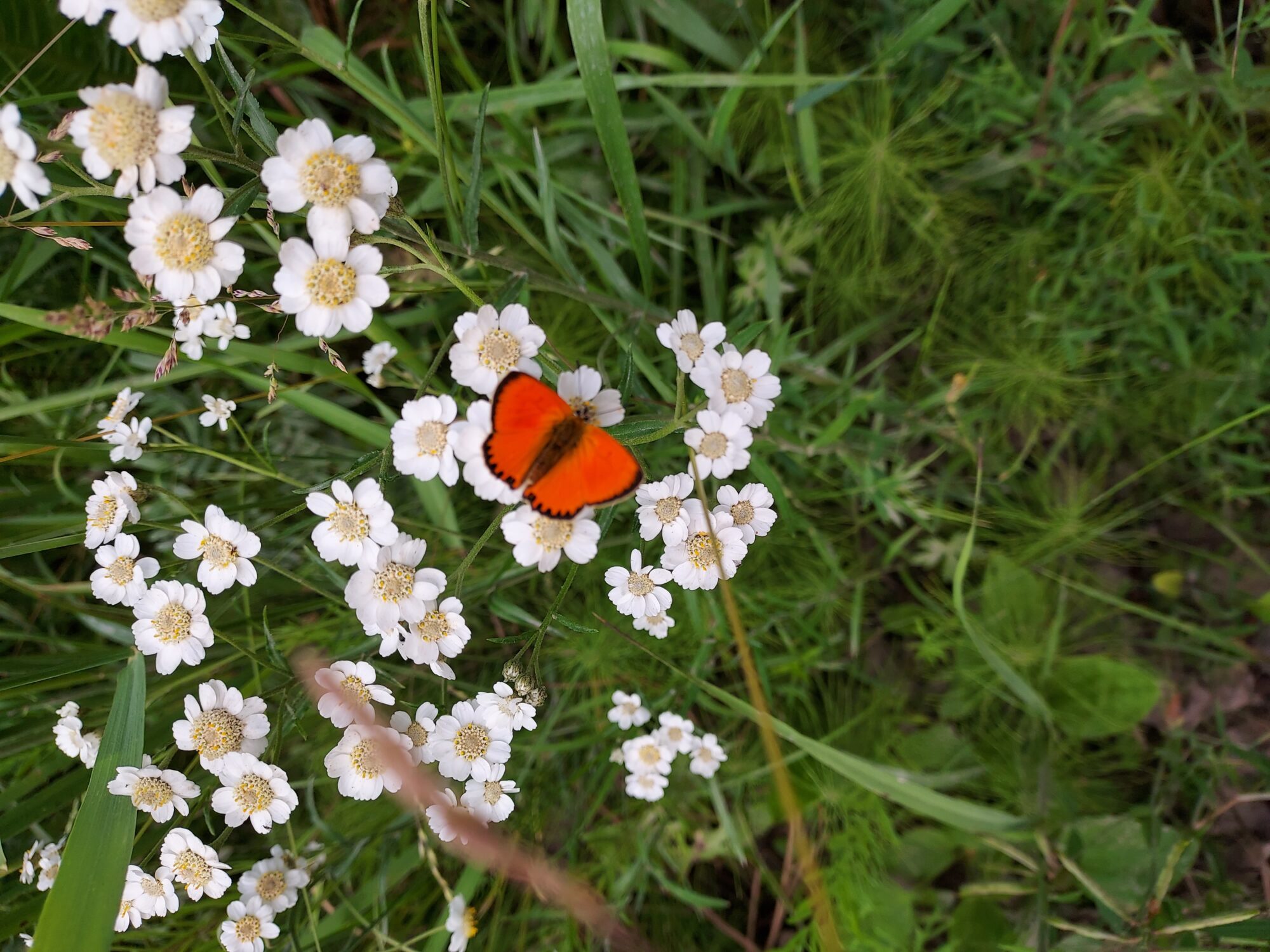 Valokuvaaja: Eija Johanna Saastamoinen