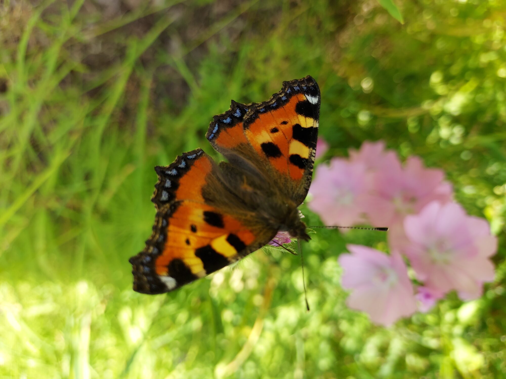 Valokuvaaja: Eija Johanna Saastamoinen Valokuvaaja: Eija Johanna Saastamoinen