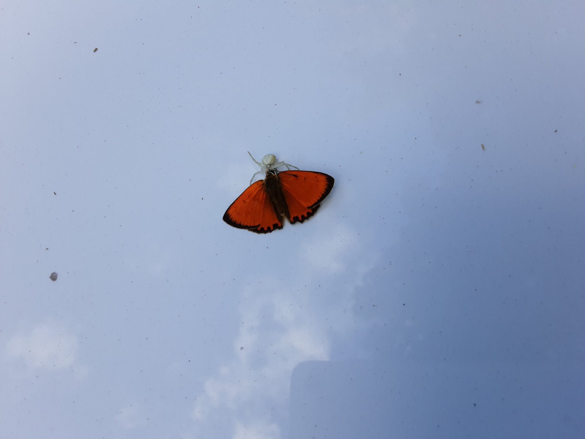 Valokuvaaja: Eija Johanna Saastamoinen