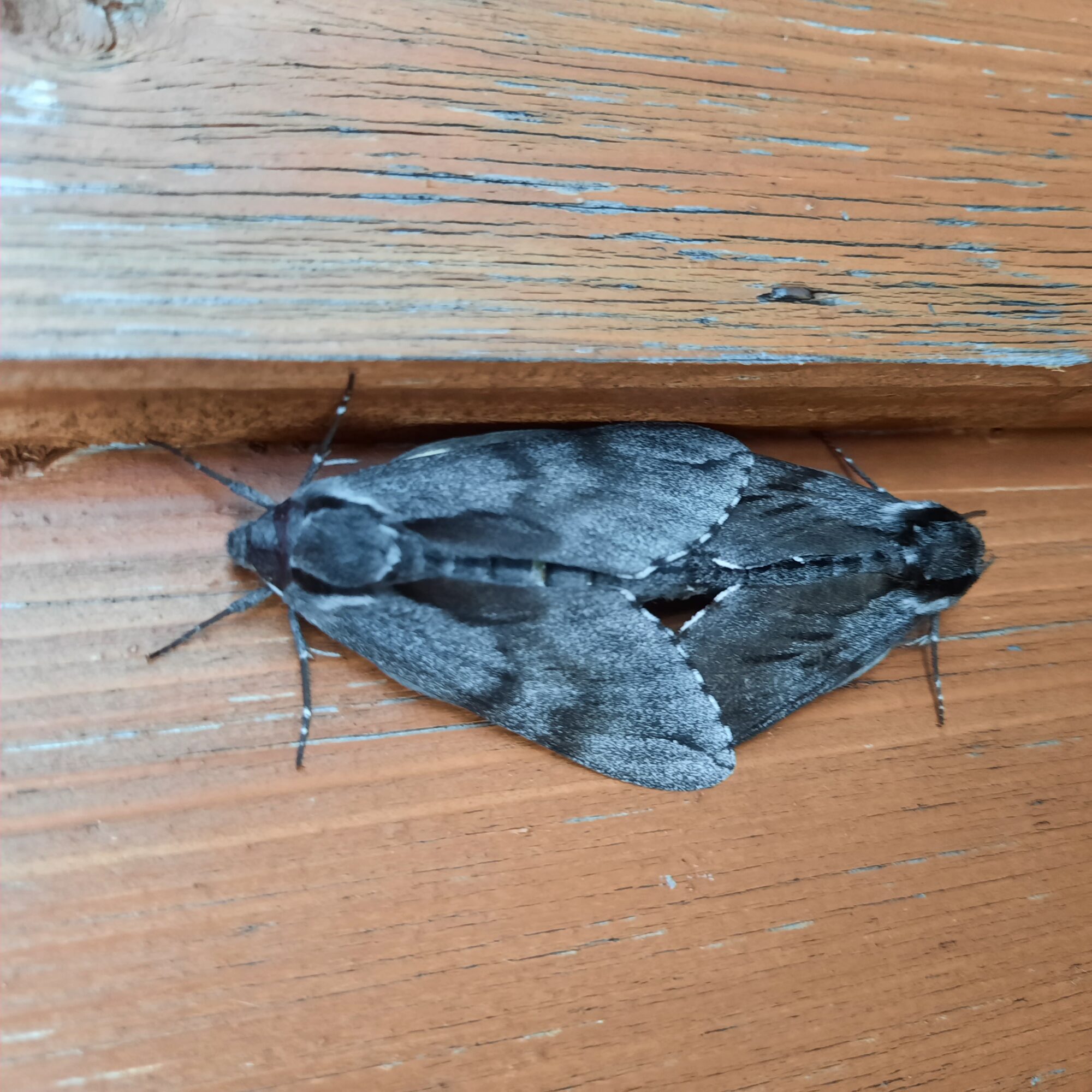 Valokuvaaja: Tuija Hanhineva