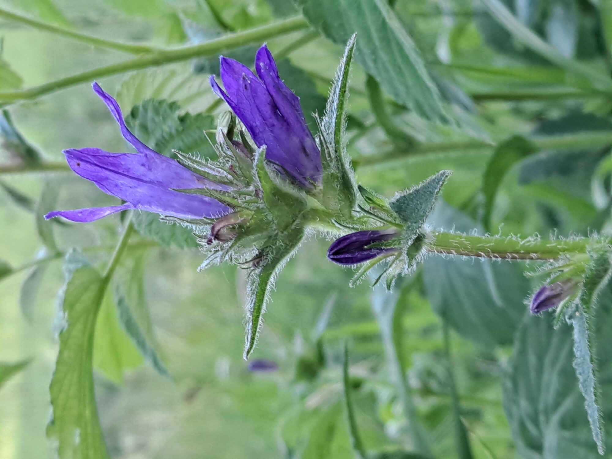 Valokuvaaja: Satu Suuntala