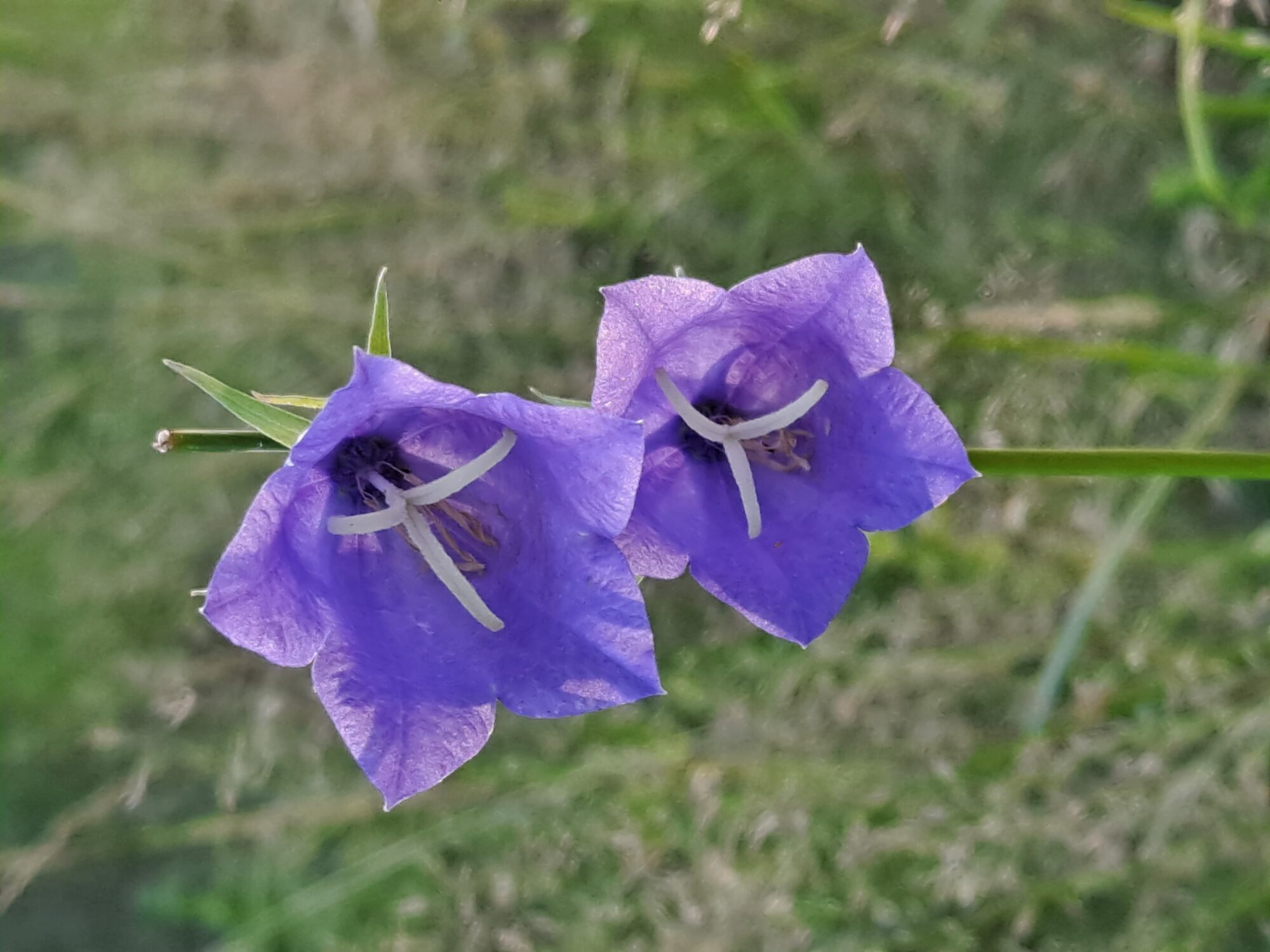 Valokuvaaja: Satu Suuntala